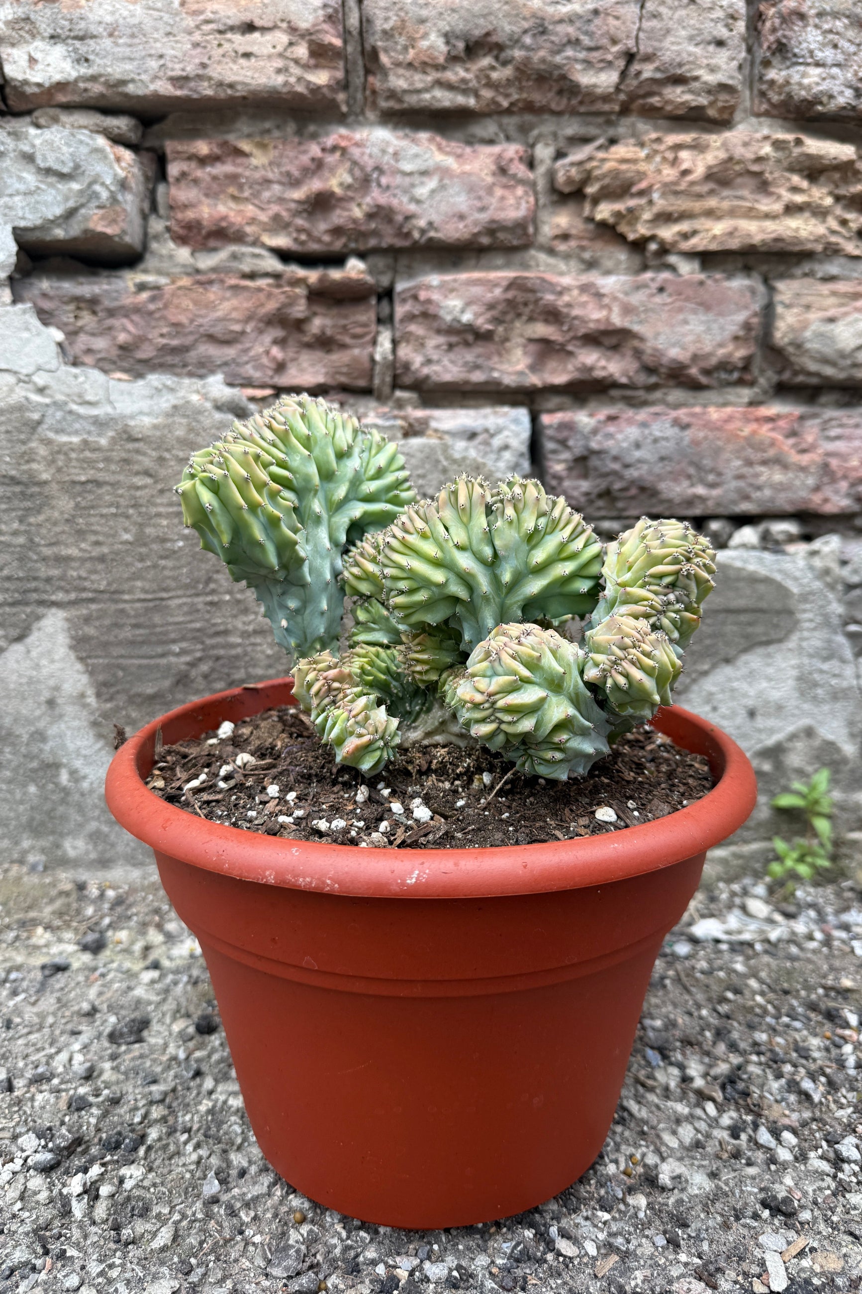 Potted Myrtillocactus geometrizans cristata plant in a 8" growers pot in front of a stone wall ©Sprout Home
