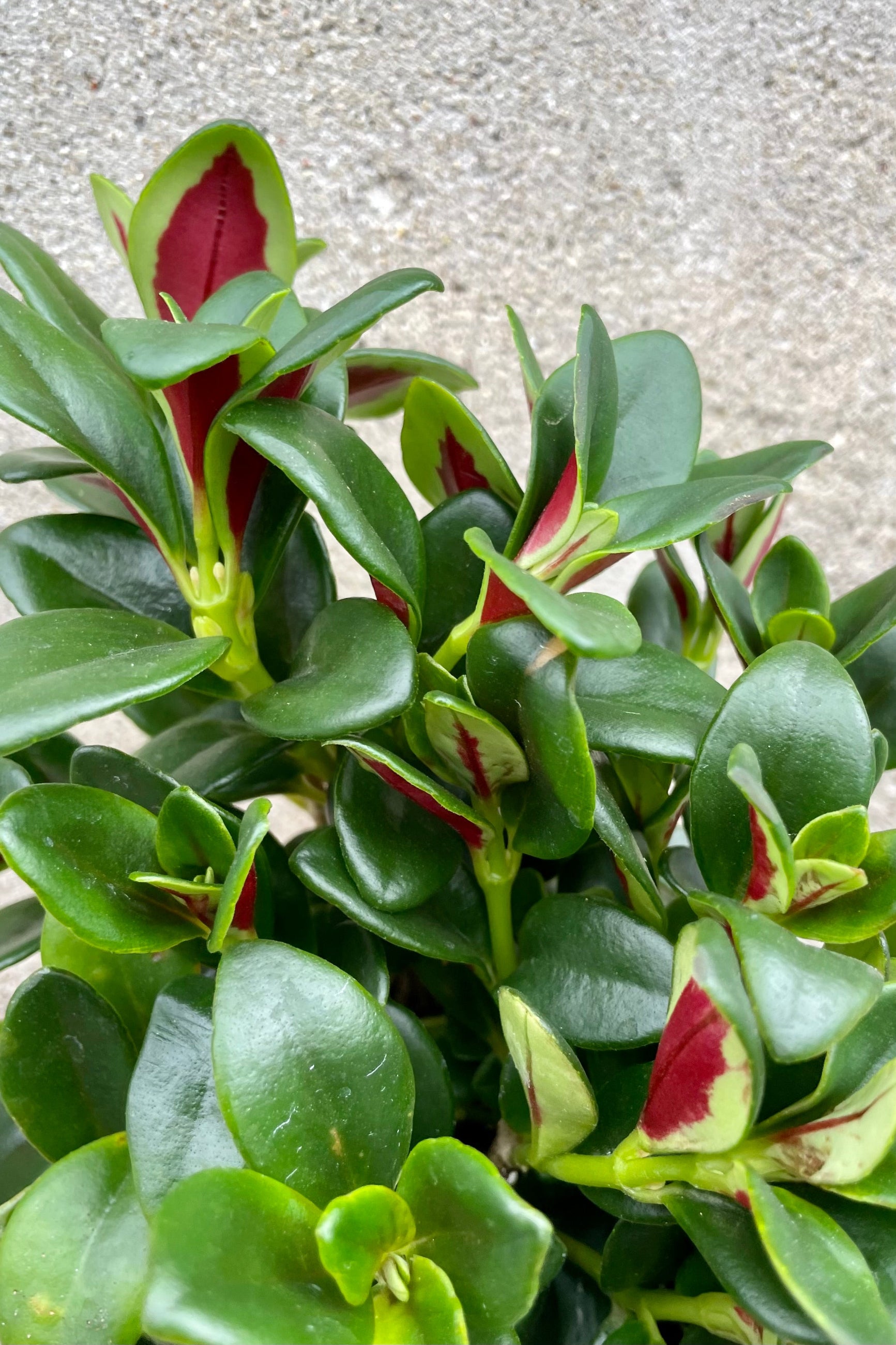 Detail close up the leaves of the 'Shady Lady Marlene' Nematanthus with its red backside. ©Sprout Home