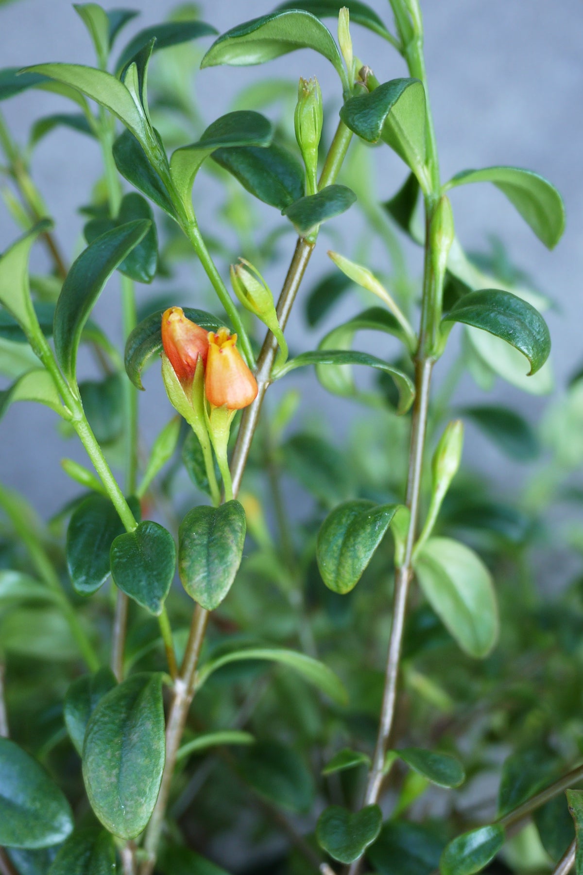 Small orange flower among green leaves of the Nematanthus "Goldfish Plant" plant with a blurred background ©Sprout Home