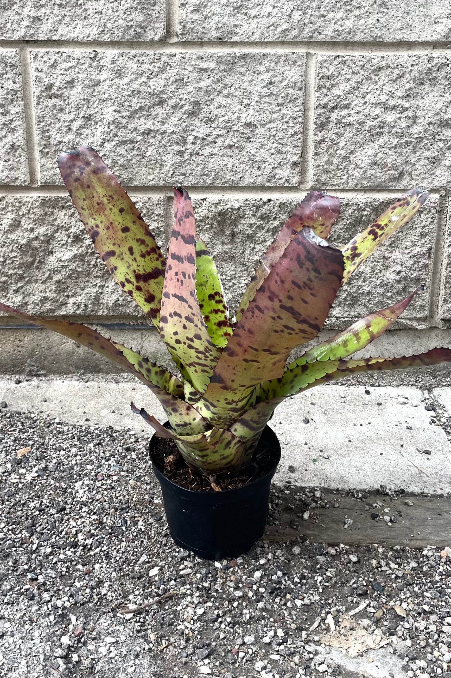 Neoregelia Tiger in a 6" growers pot in front of a gray brick wall ©Sprout Home