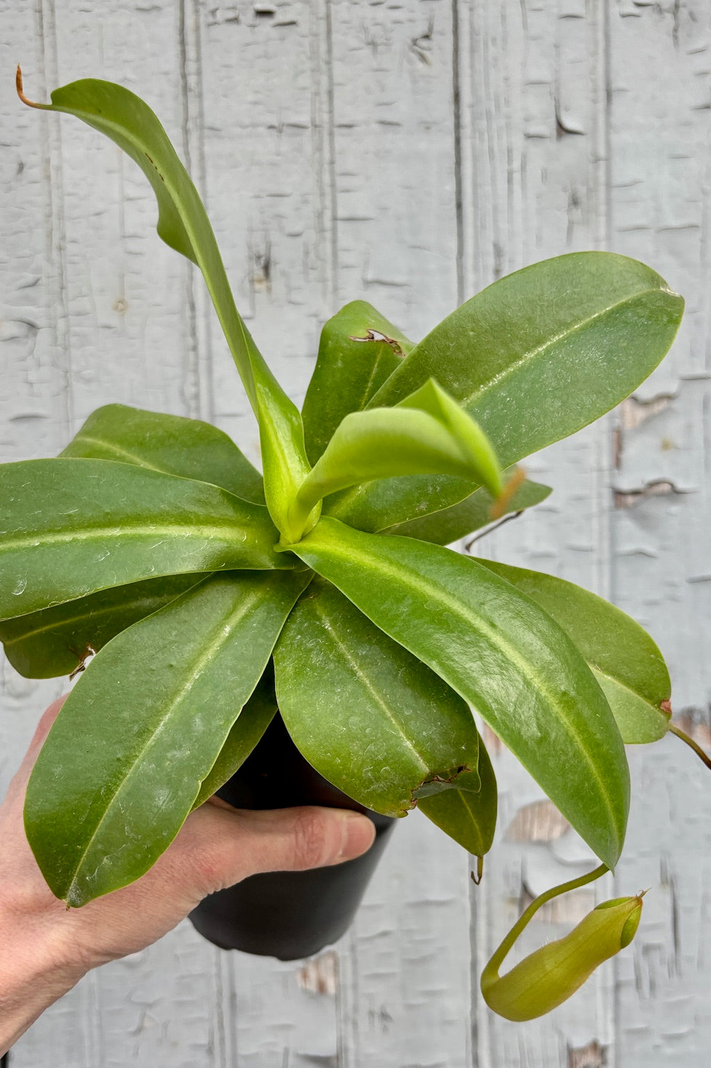 Nepenthes sp. "Pitcher Plant" 4" against a grey wall ©Sprout Home