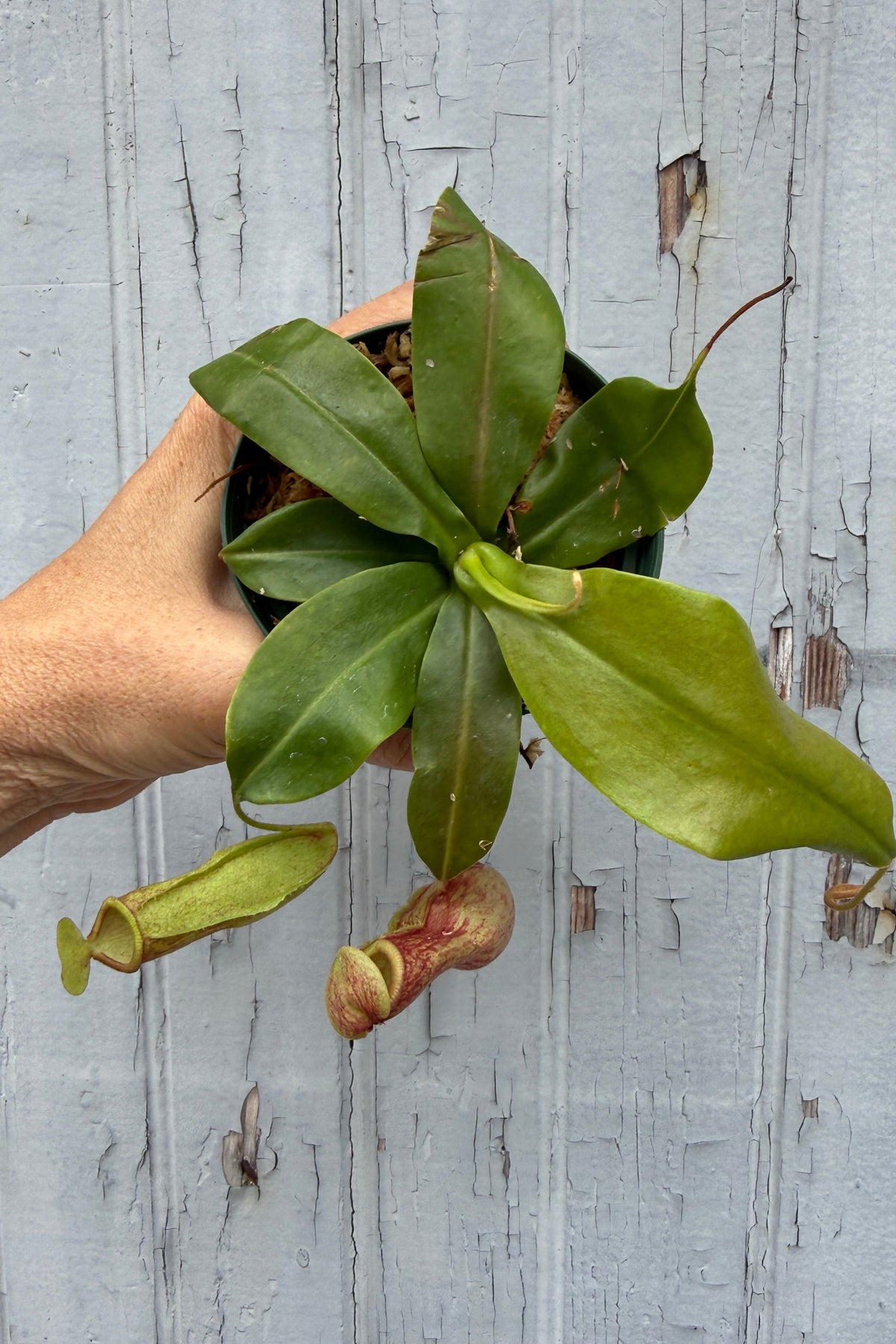 Nepenthes 'St. Gaya' "Pitcher Plant" 3" being held up against a wall with the pitchers hanging down ©Sprout Home