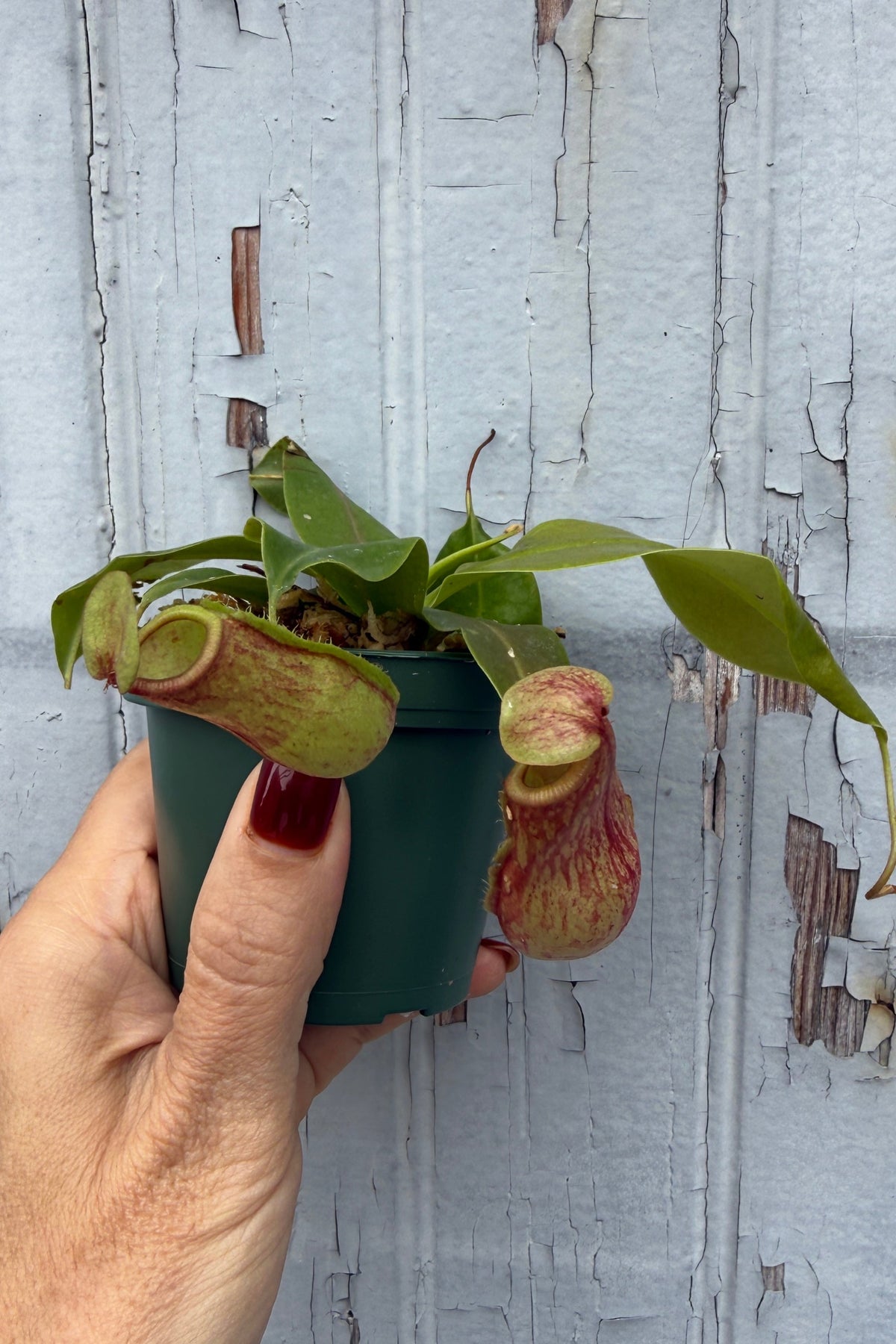 Nepenthes 'St. Gaya' "Pitcher Plant" 3" being held by a person with red nail polish ©Sprout Home