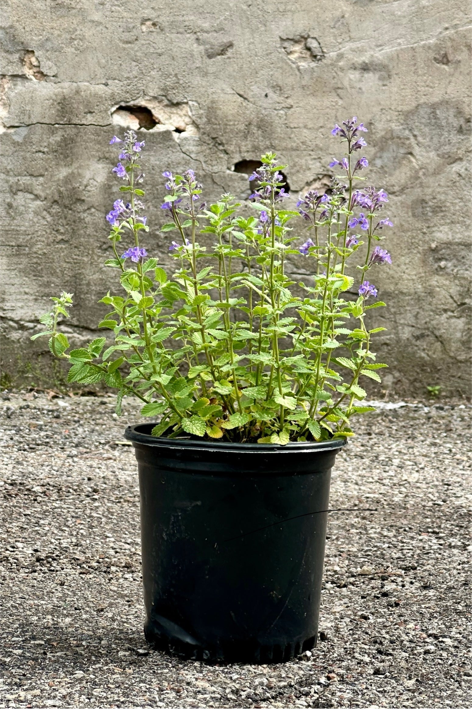 Nepeta 'Blue Wonder' in a #1 growers pot mid May in bloom against a concrete wall. ©Sprout Home