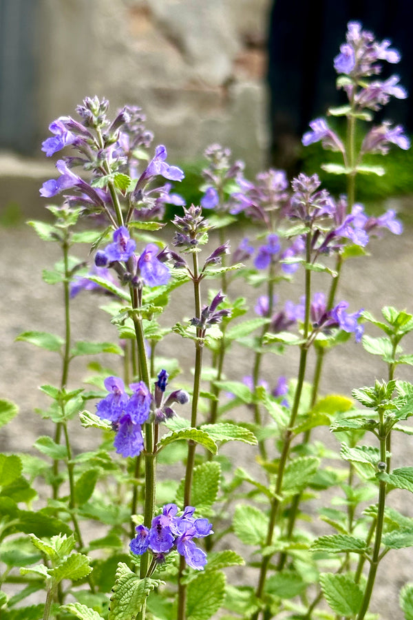 The purple blue flowers of the Nepeta 'Blue Wonder' up close mid May at Sprout Home