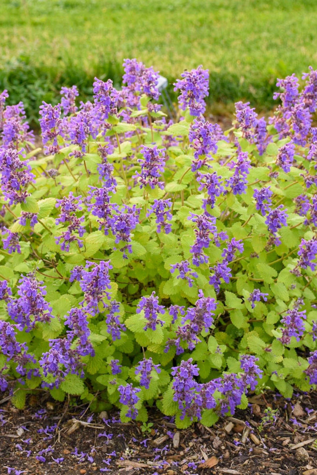 Nepeta 'Chartreuse on the Loose' catmint planted in a garden setting ©Hoffie Nursery