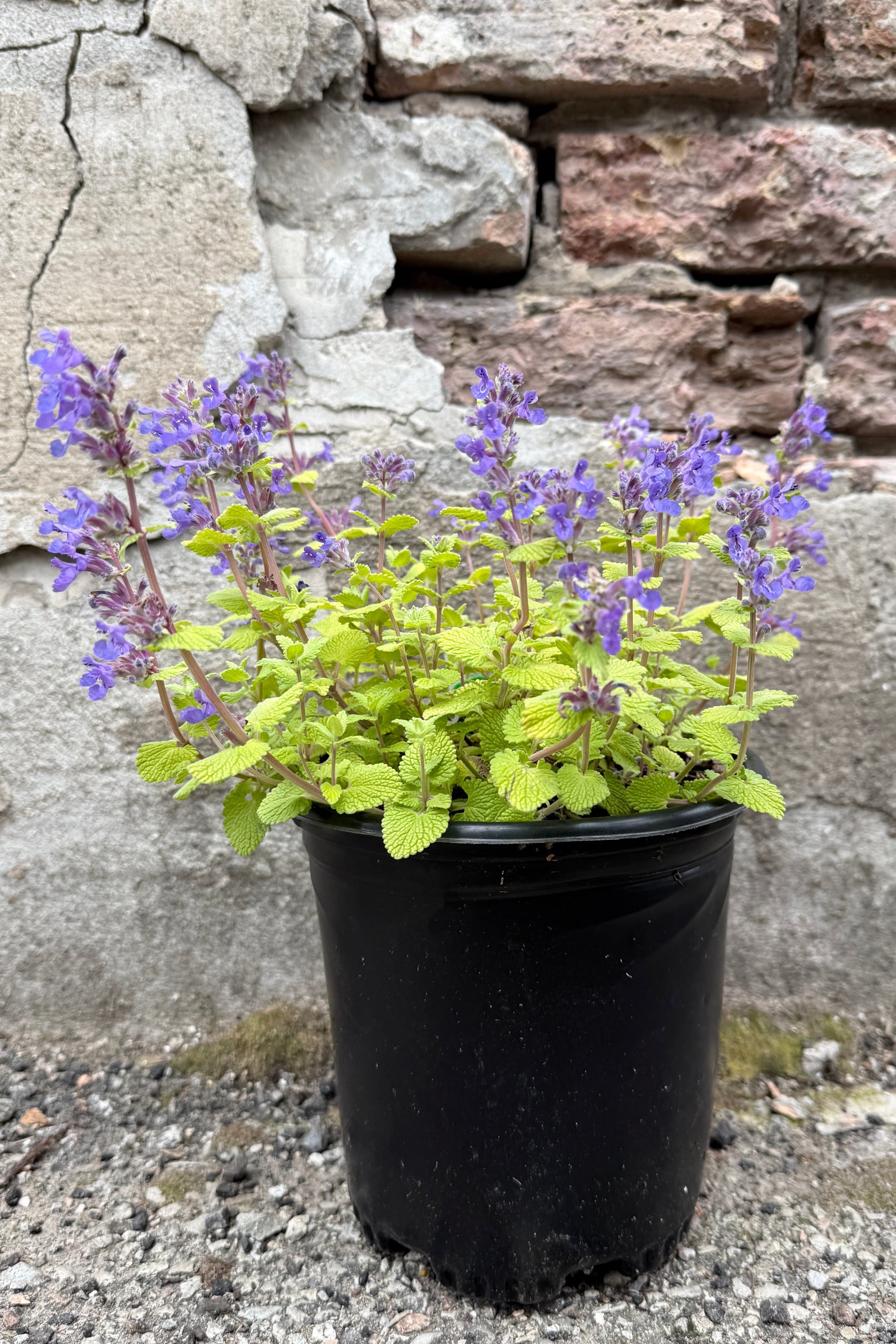 Nepeta 'Chartreuse on the Loose' at the beginning of May with purple flowers and green leaves against a stone wall. ©Sprout Home