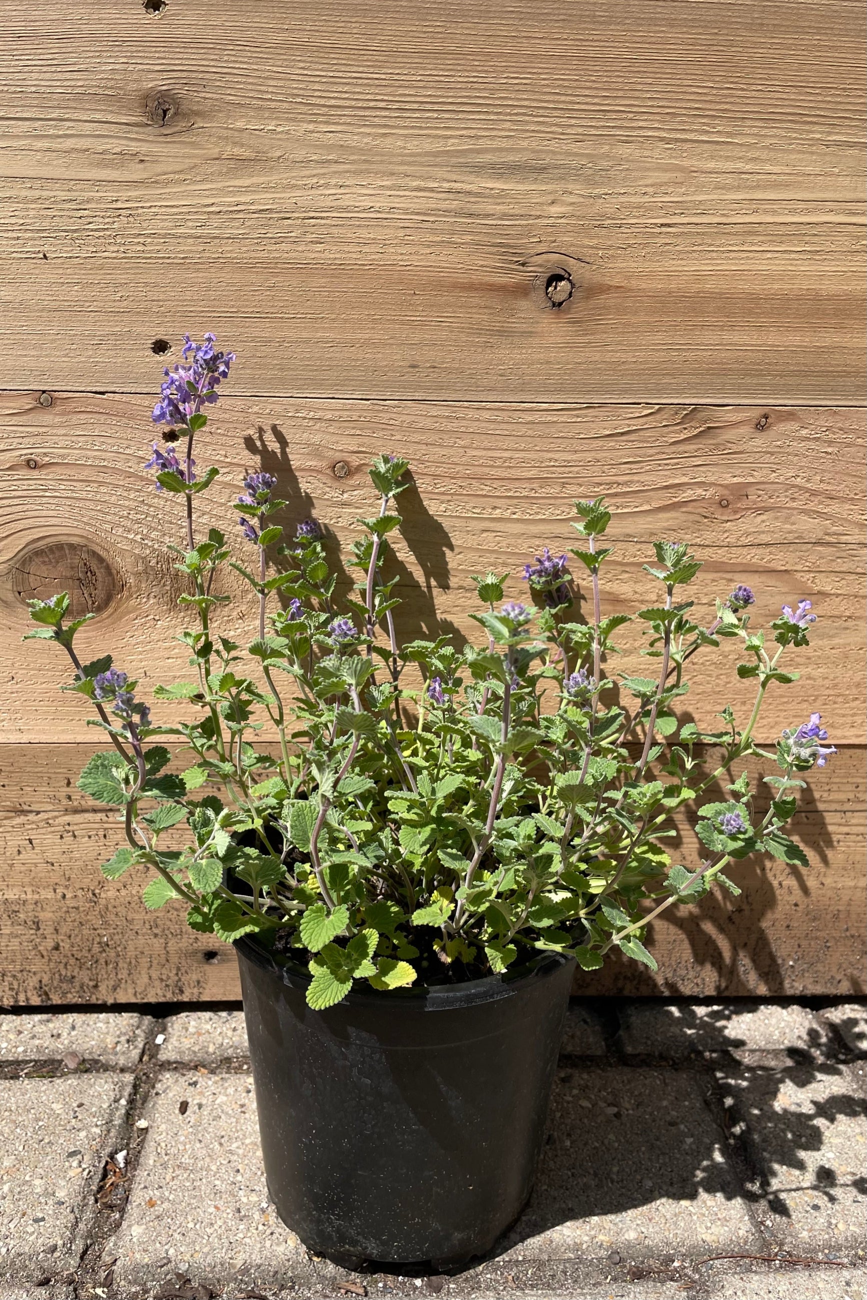 Nepeta 'Early Bird' in bloom May 1st in a #1 pot against a cedar backdrop. ©Sprout Home
