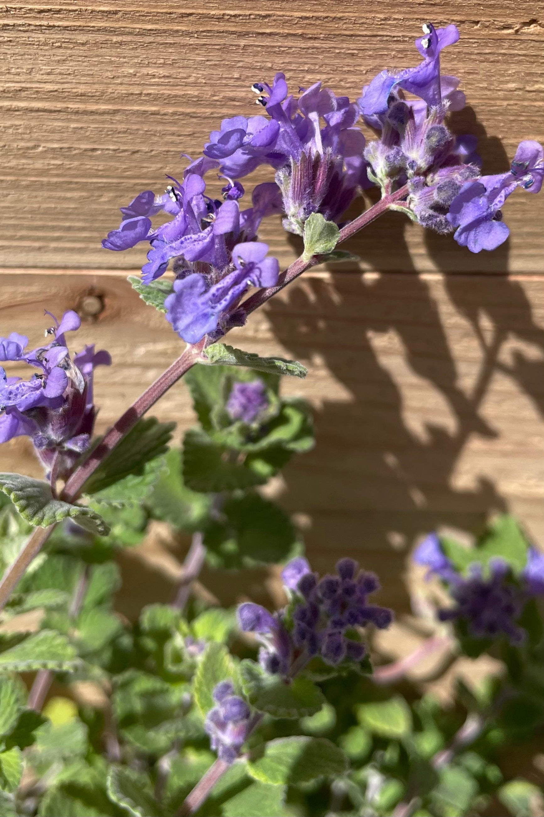 Detail picture of the sweet purple flowers in bloom May 1st of the Nepeta 'Early Bird' ©Sprout Home