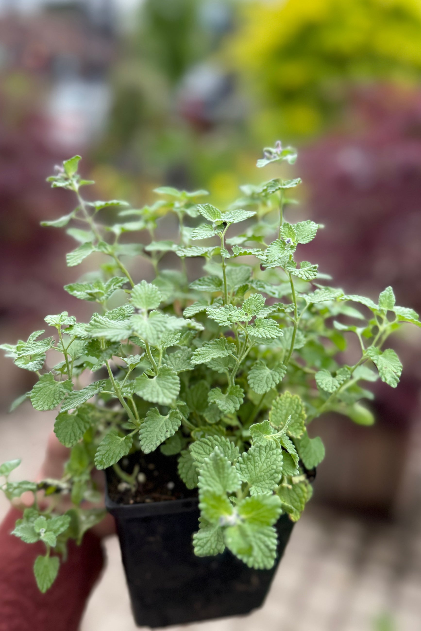 Nepeta 'Little Titch' in a 4.5" growers pot in bud, but not bloom, mid May ©Sprout Home
