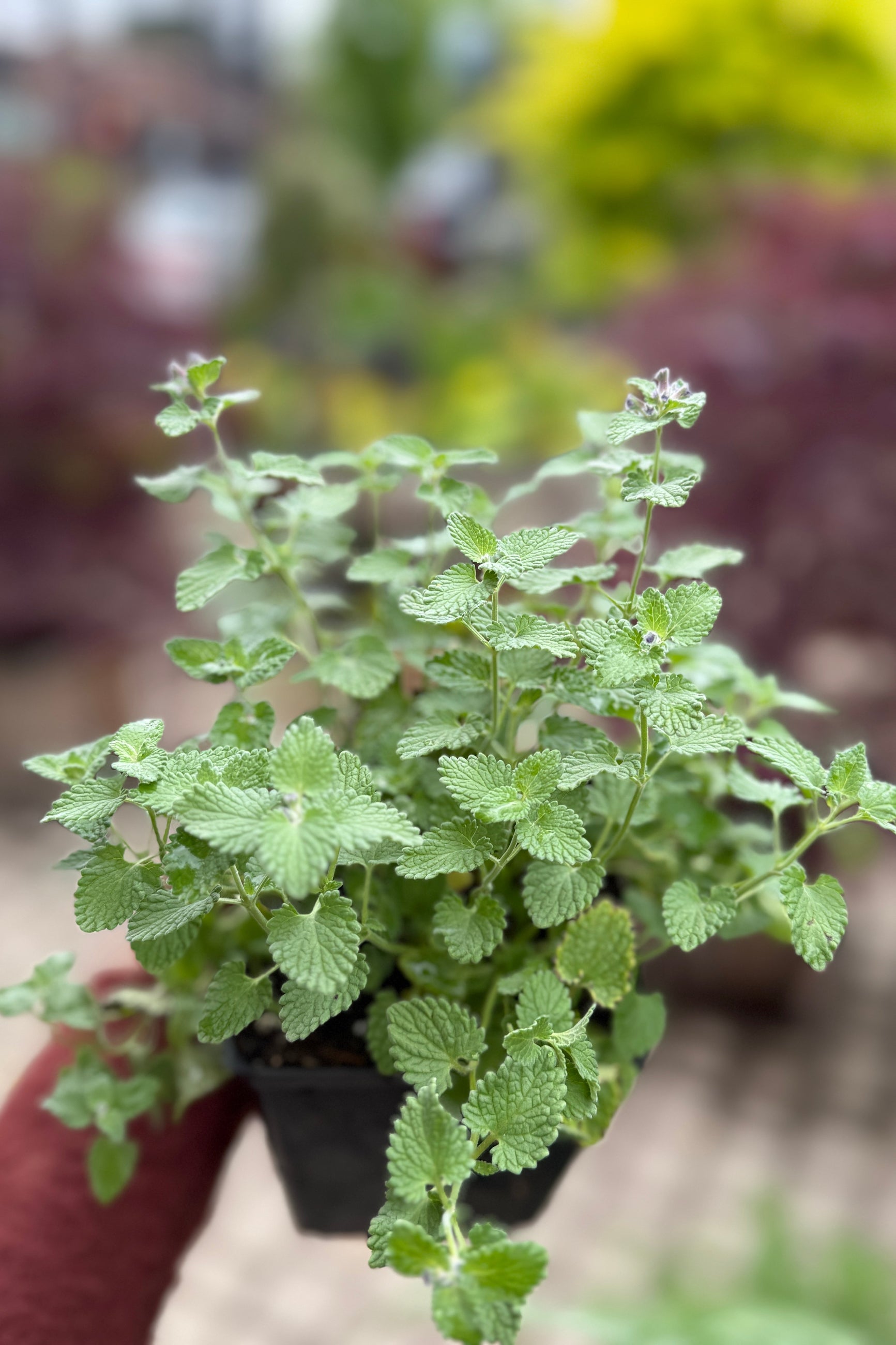 Nepeta 'Little Titch' in a 4.5" growers pot in bud, but not bloom, mid May ©Sprout Home