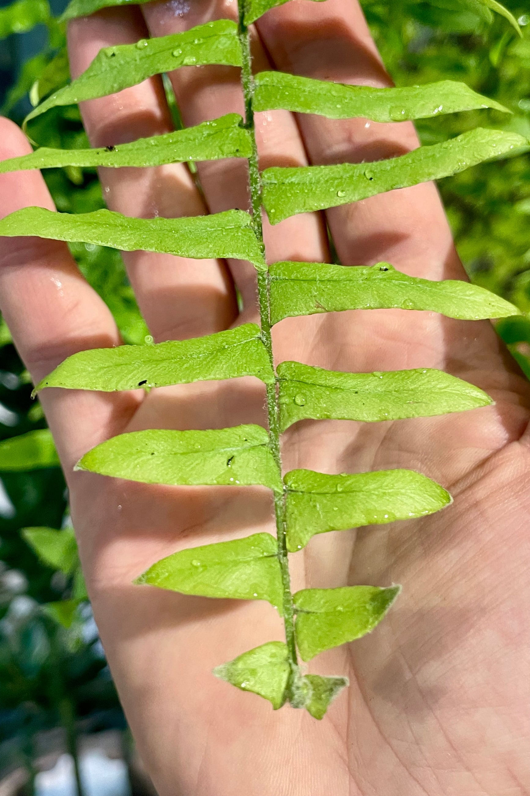 Close photo of a green fern in front of a hand ©Sprout Home