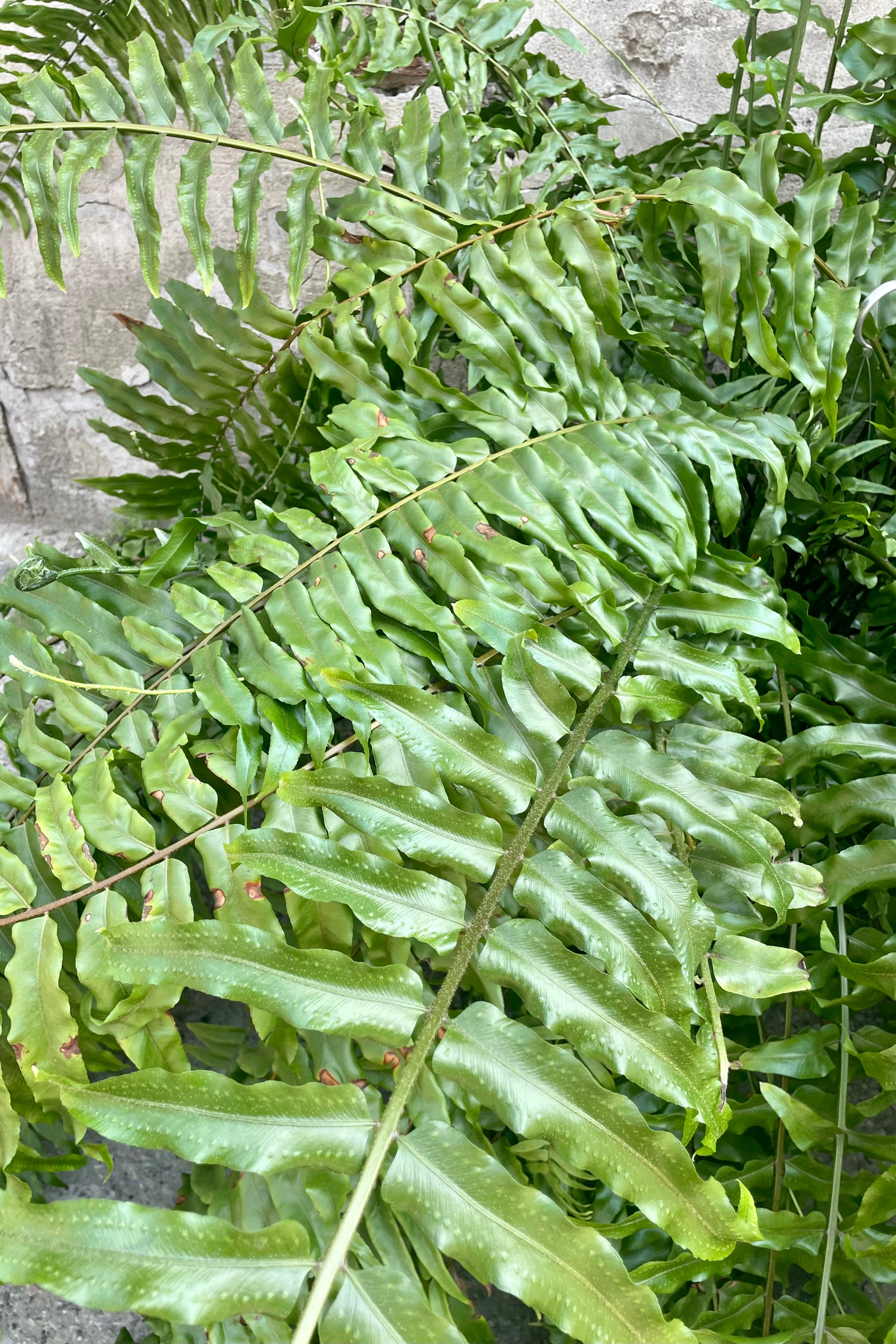 A detailed view of Nephrolepis biserrata 'Macho' 10hb"
