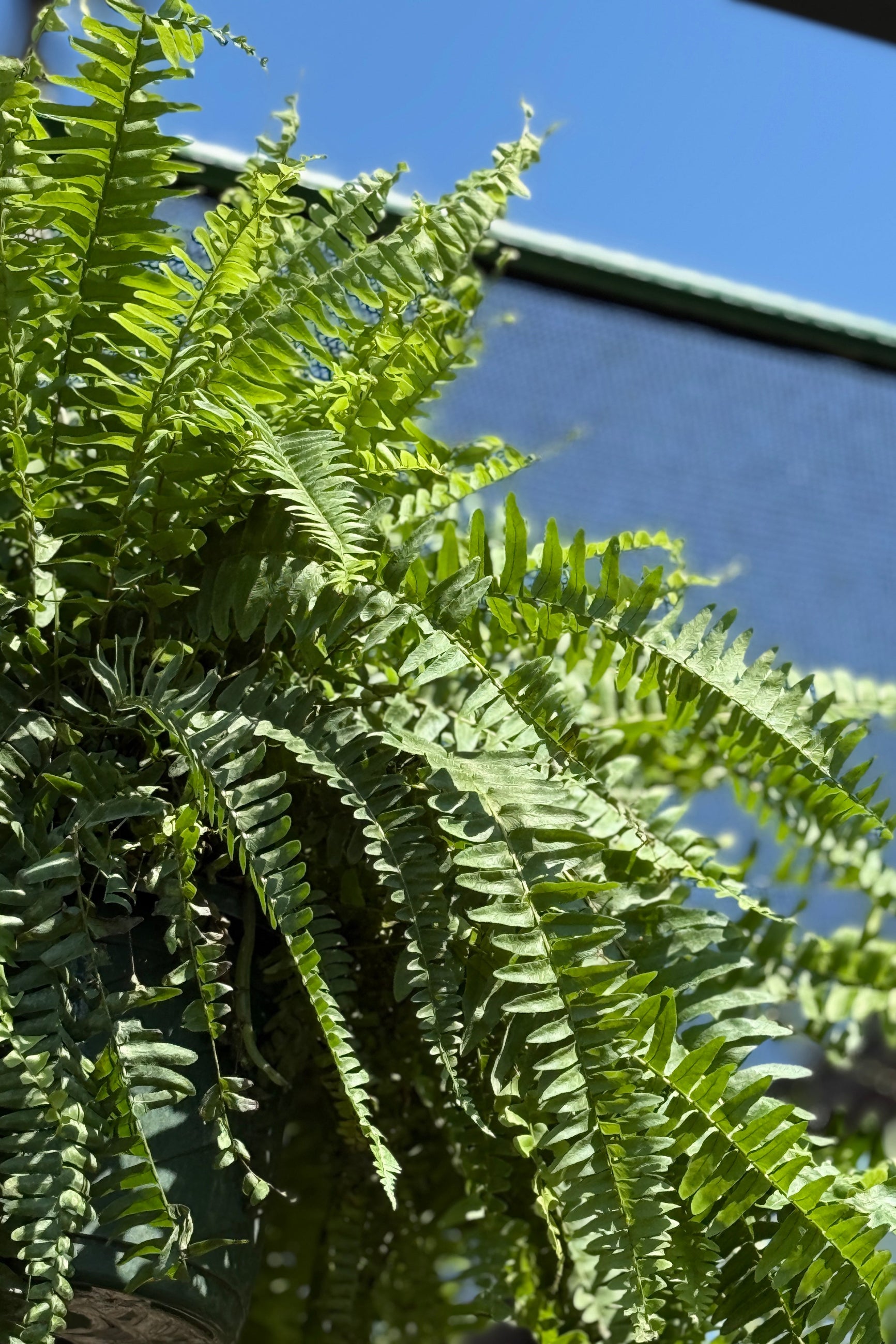 boston fern plant Nephrolepis exaltata 