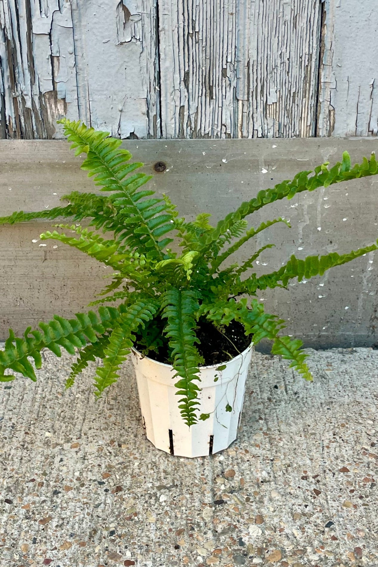 Photo of a fern in a white pot in front of a wooden wall ©Sprout Home