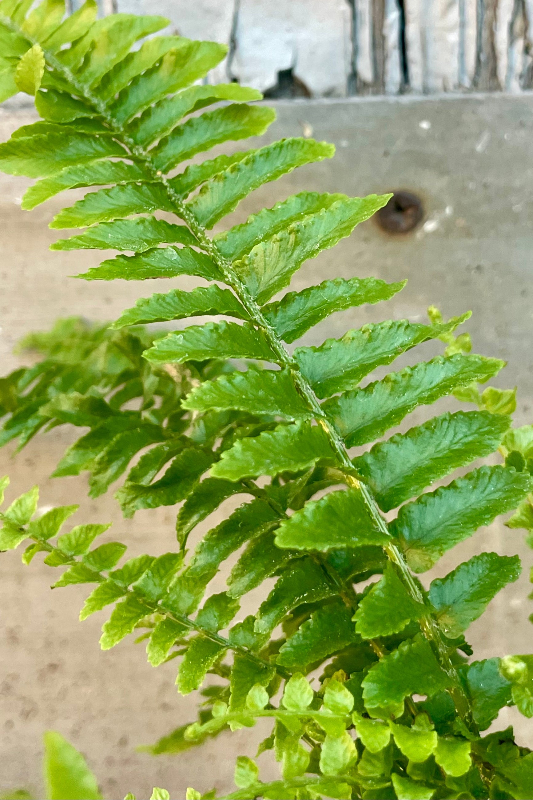 Photo of fern fronds in front of a gray wall ©Sprout Home