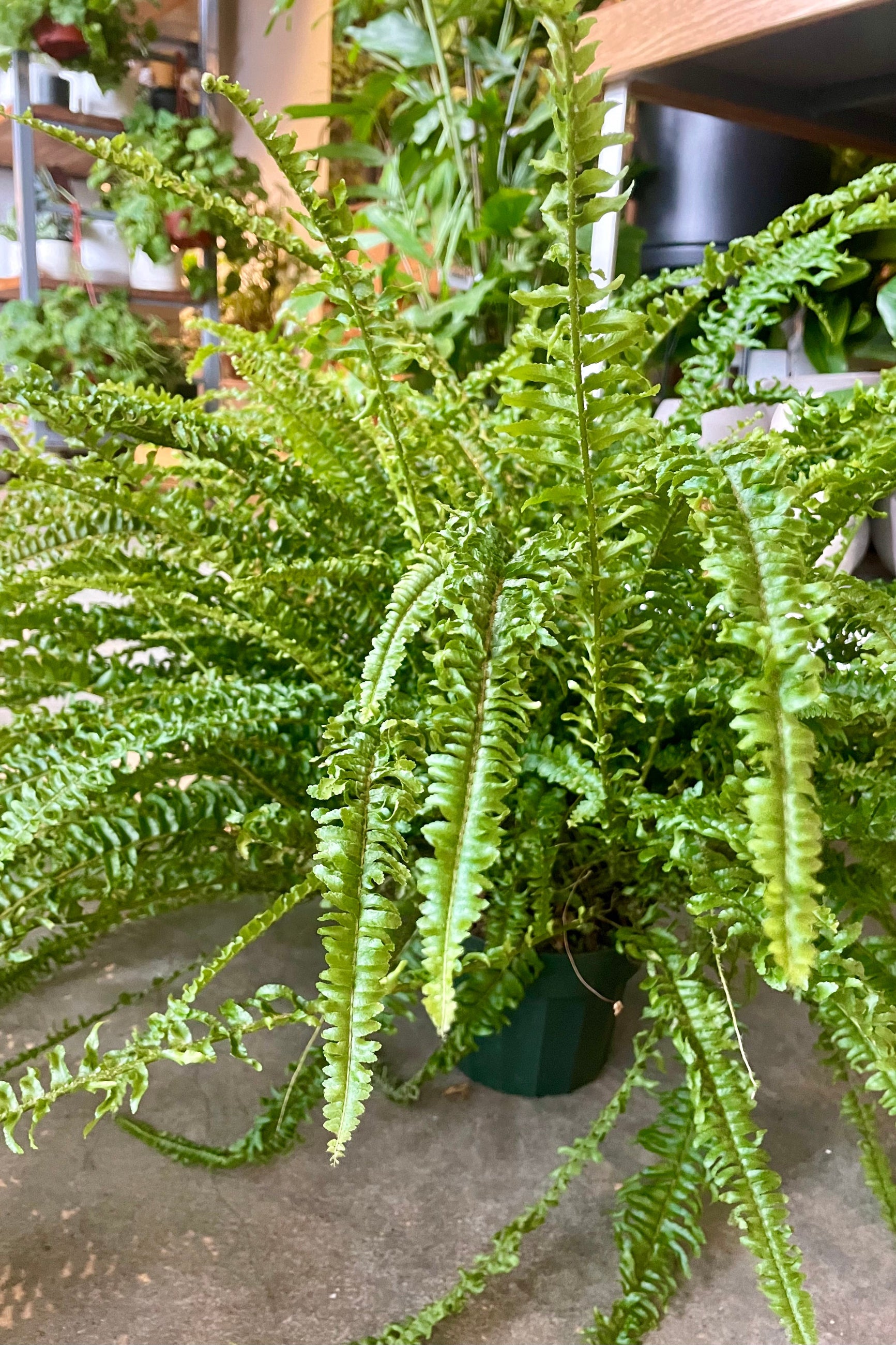 Photo of a Nephrolepis 'Ariane' Boston Fern in a garden shop. ©Sprout Home