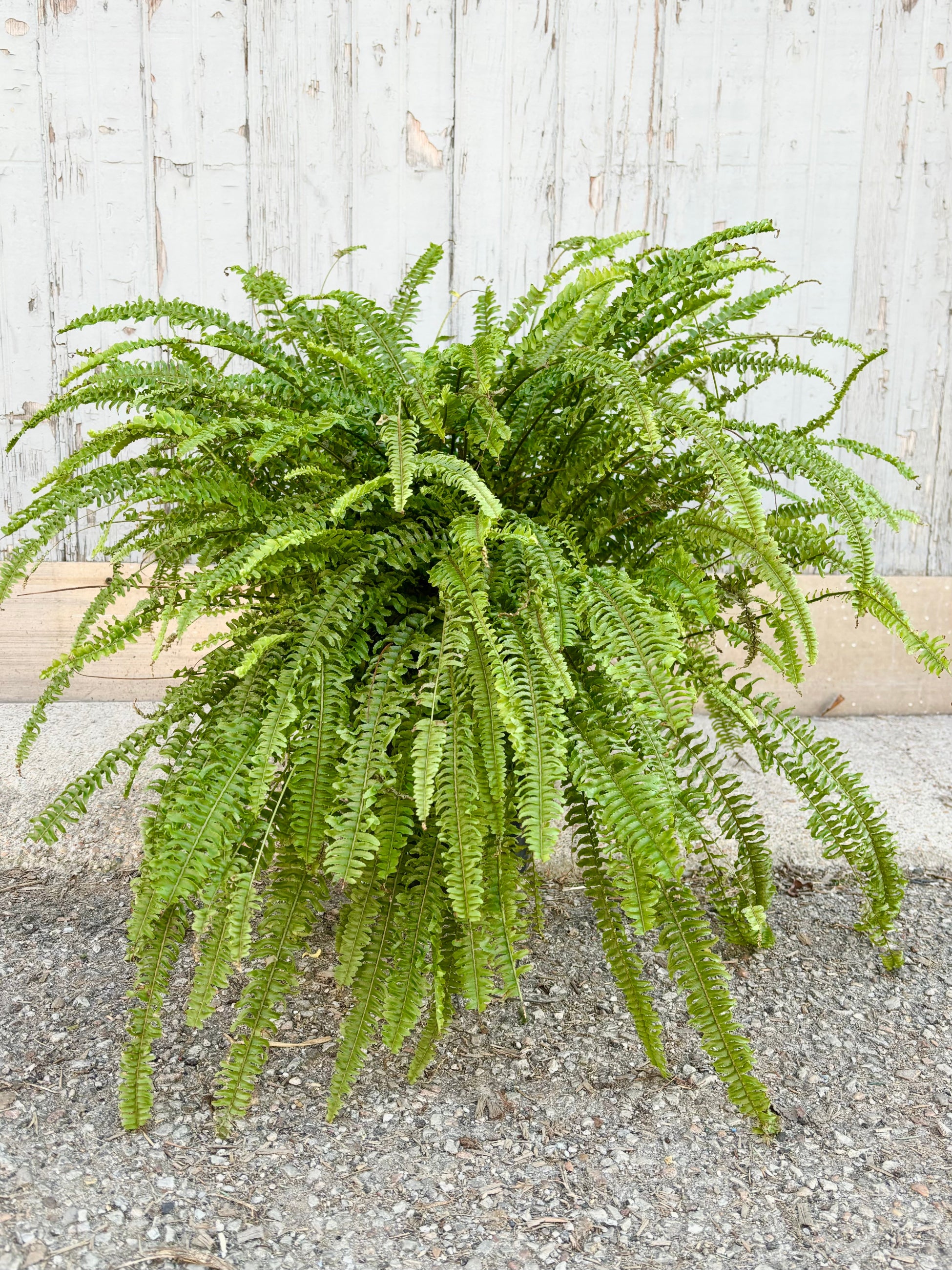 Nephrolepis exalta "Ariane' with low, bushy light green fronds against cement background at Sprout Home. ©Sprout Home