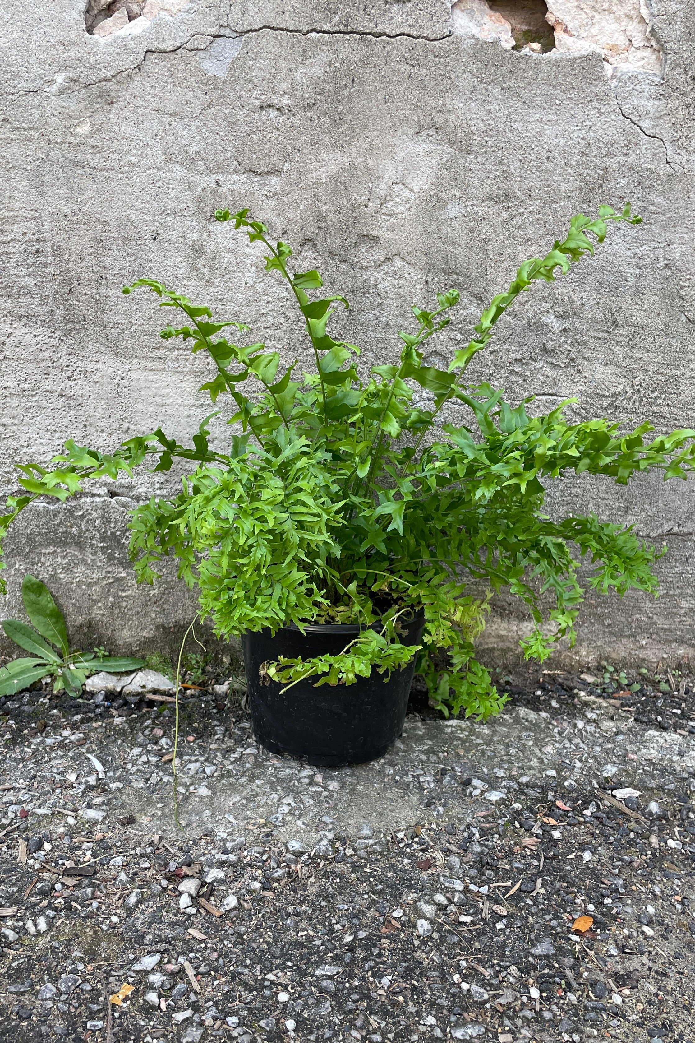 Nephrolepsis exaltata 'Fishtail' in a 6" growers pot against a concrete wall.