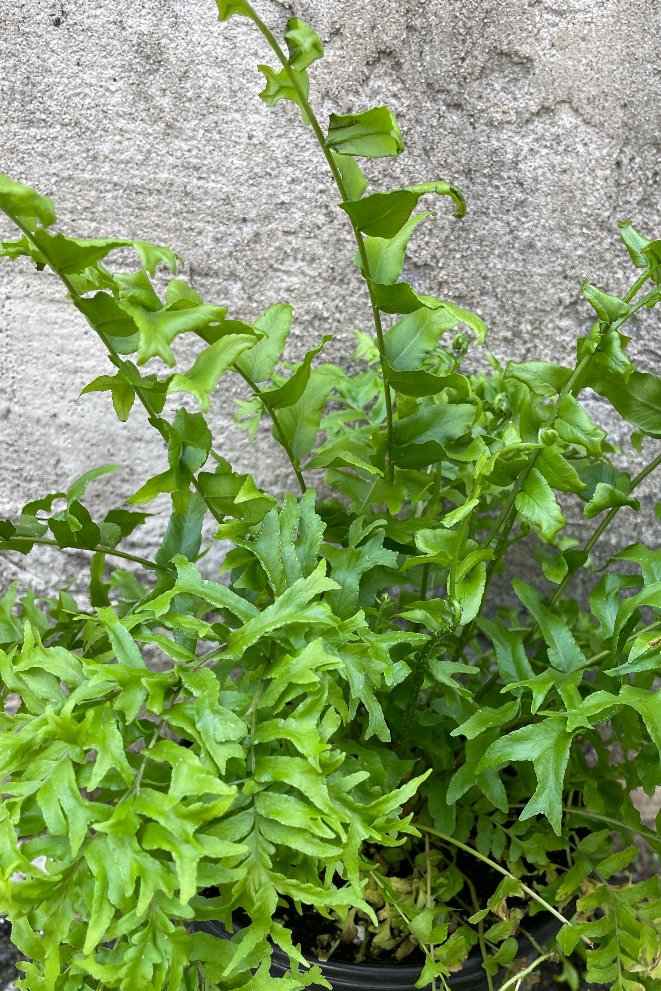 Detail image of the highly textured green leaves of the Nephrolepsis 'Fishtail' fern.