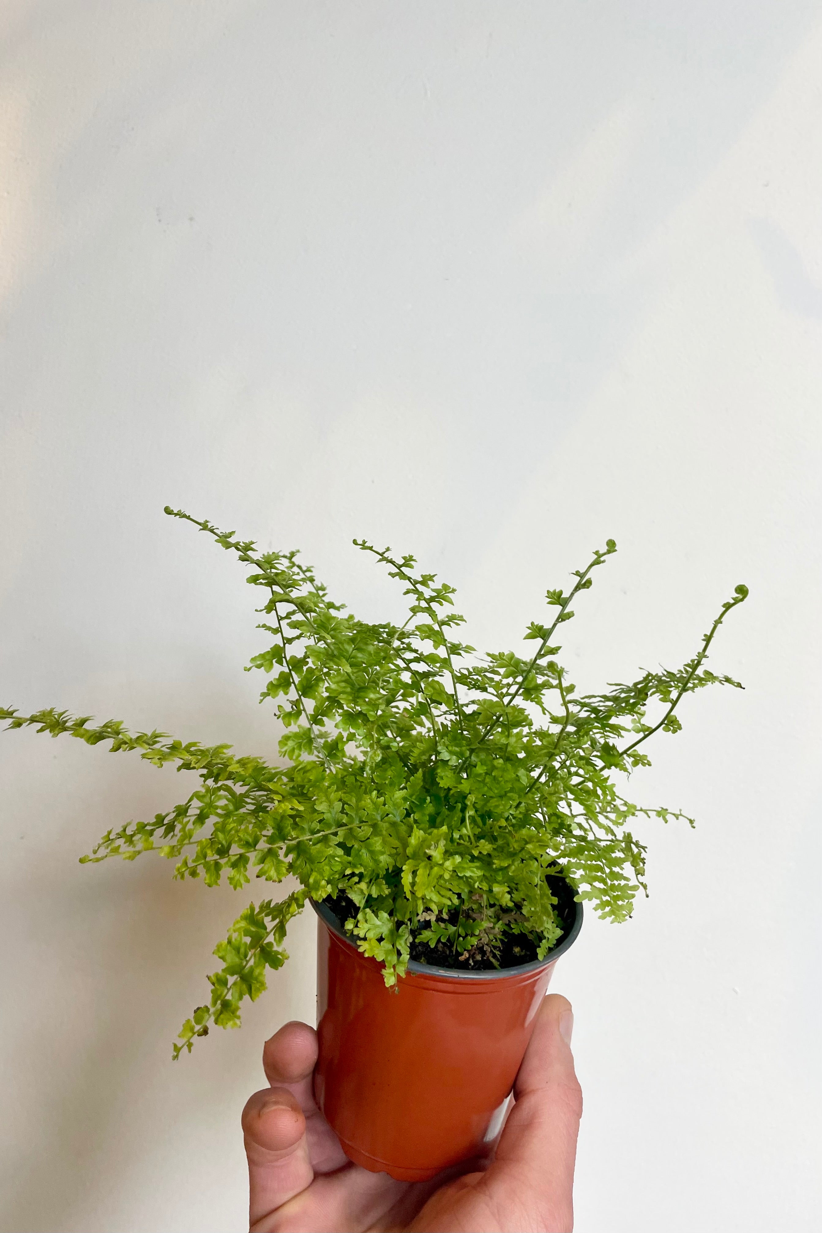 Photo of a hand holding a plant in an orange pot against a white wall. The plant has fine green leaves and is Nephrolepis 'Green Fantasy.'