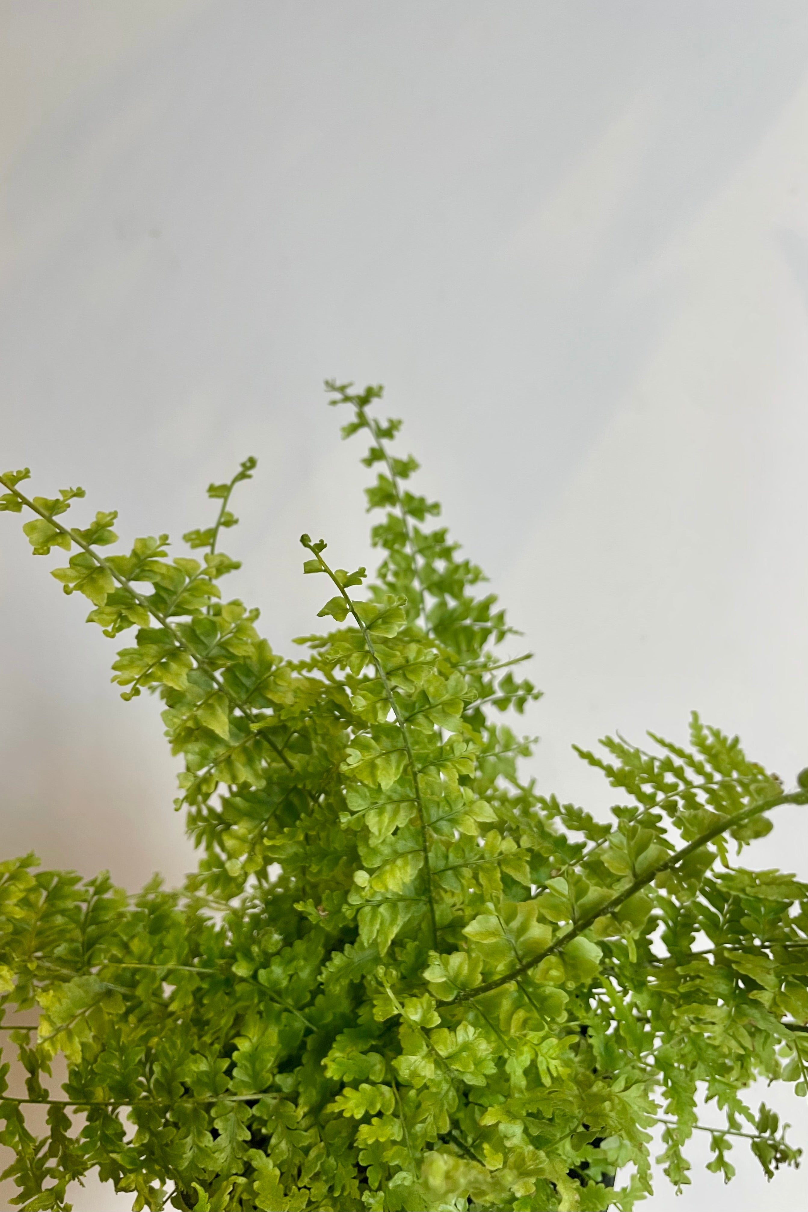 Close Photo of a plant shown against a white wall. The plant has fine green leaves and is Nephrolepis 'Green Fantasy.'