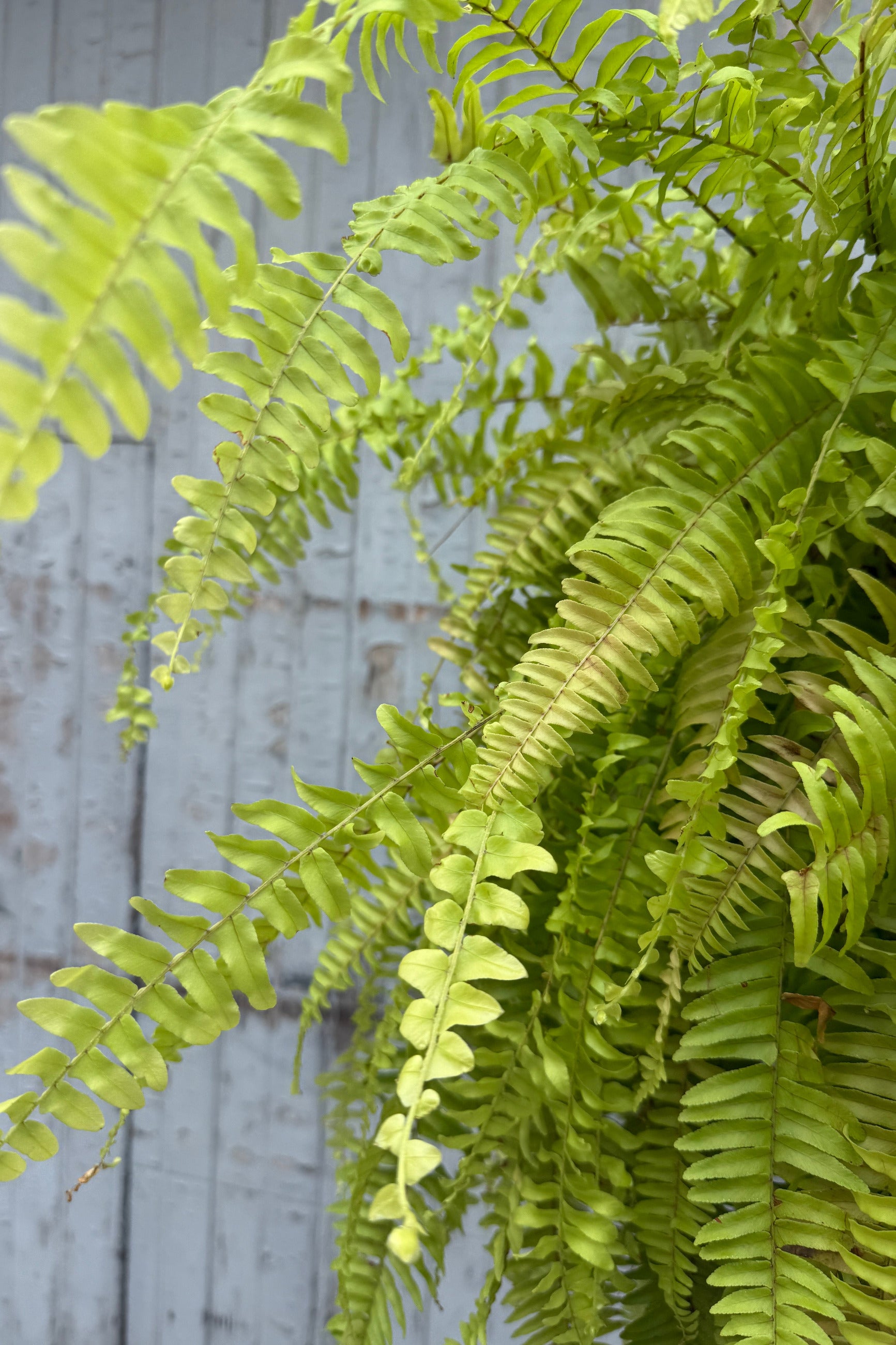 Nephrolepis exaltata 'Rita's Gold' up close and bright ©Sprout Home