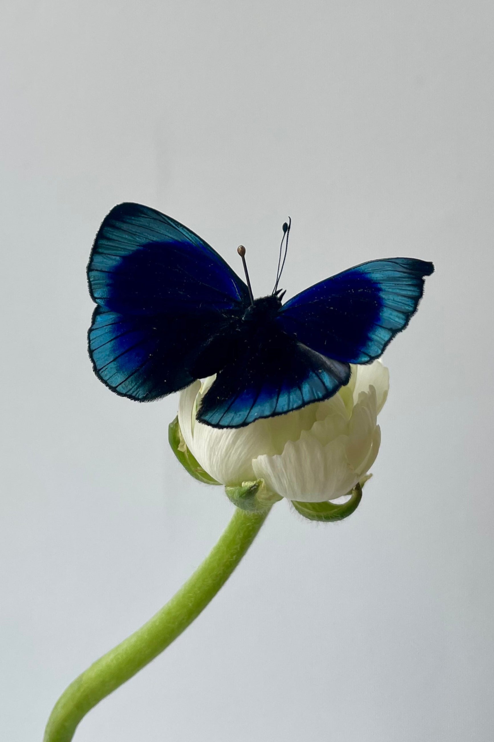 Photo of a two-tone deep blue butterfly on a green flower stem in front of a white wall. The butterfly is Asterope leprieri ©Sprout Home