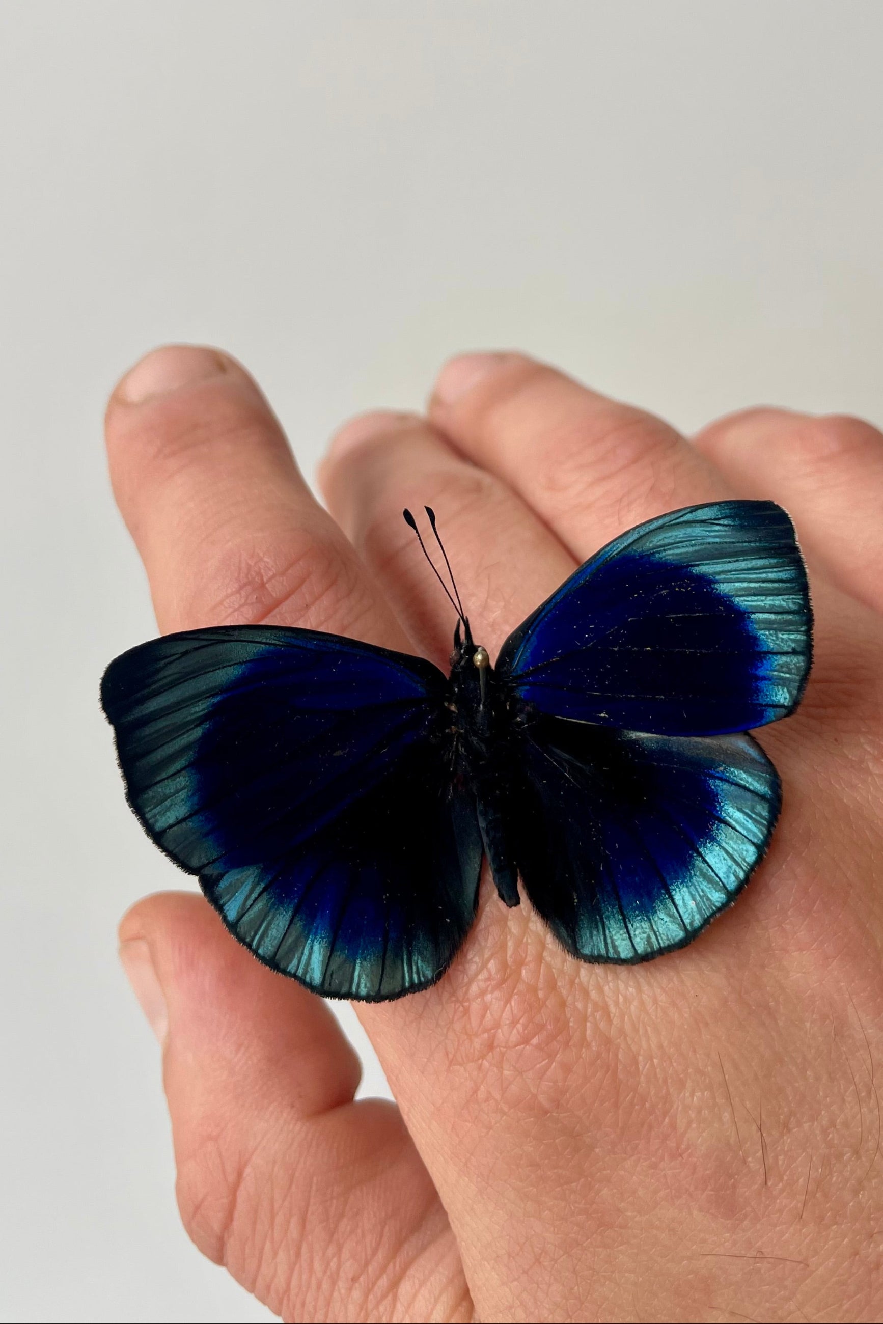 Photo of a two-tone deep blue butterfly perched on a hand in front of a white wall. The butterfly is Asterope leprieri ©Sprout Home