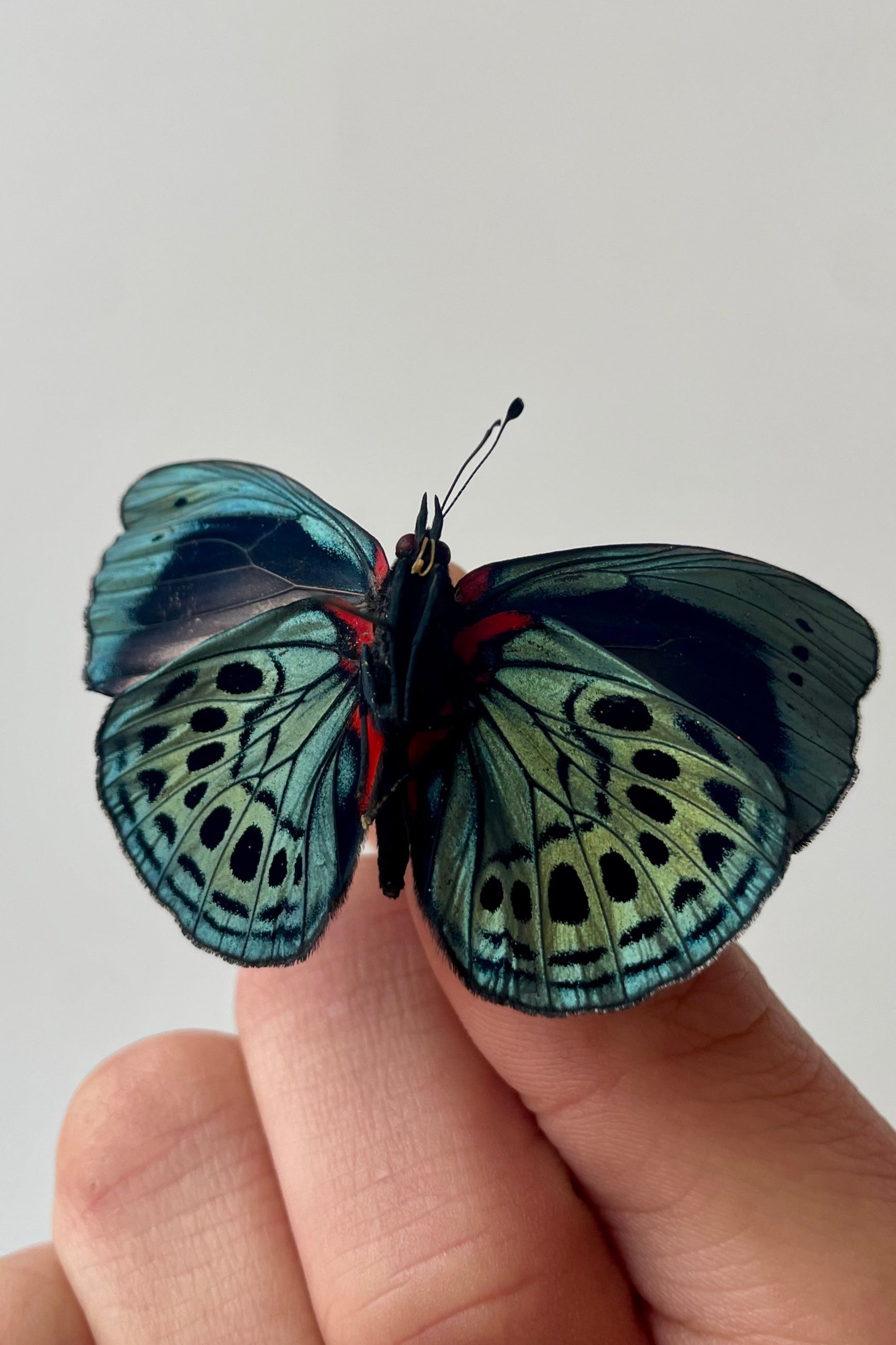 Photo of a two-tone deep blue butterfly with red accents. A hand hold the butterfly showing the back of its wings in front of a white wall. The butterfly is Asterope leprieri ©Sprout Home