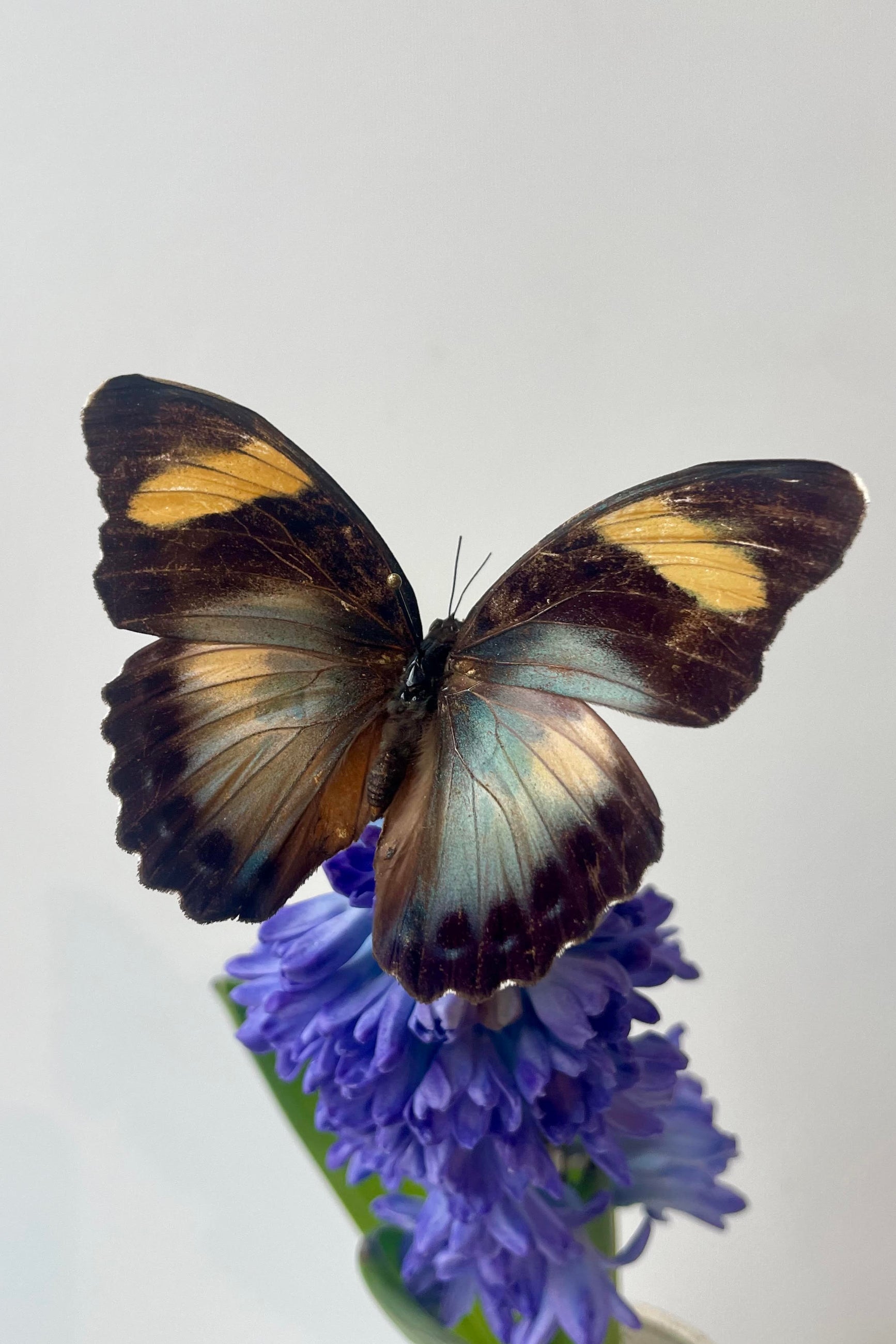 A colorful butterfly on a blue flower ©Sprout Home