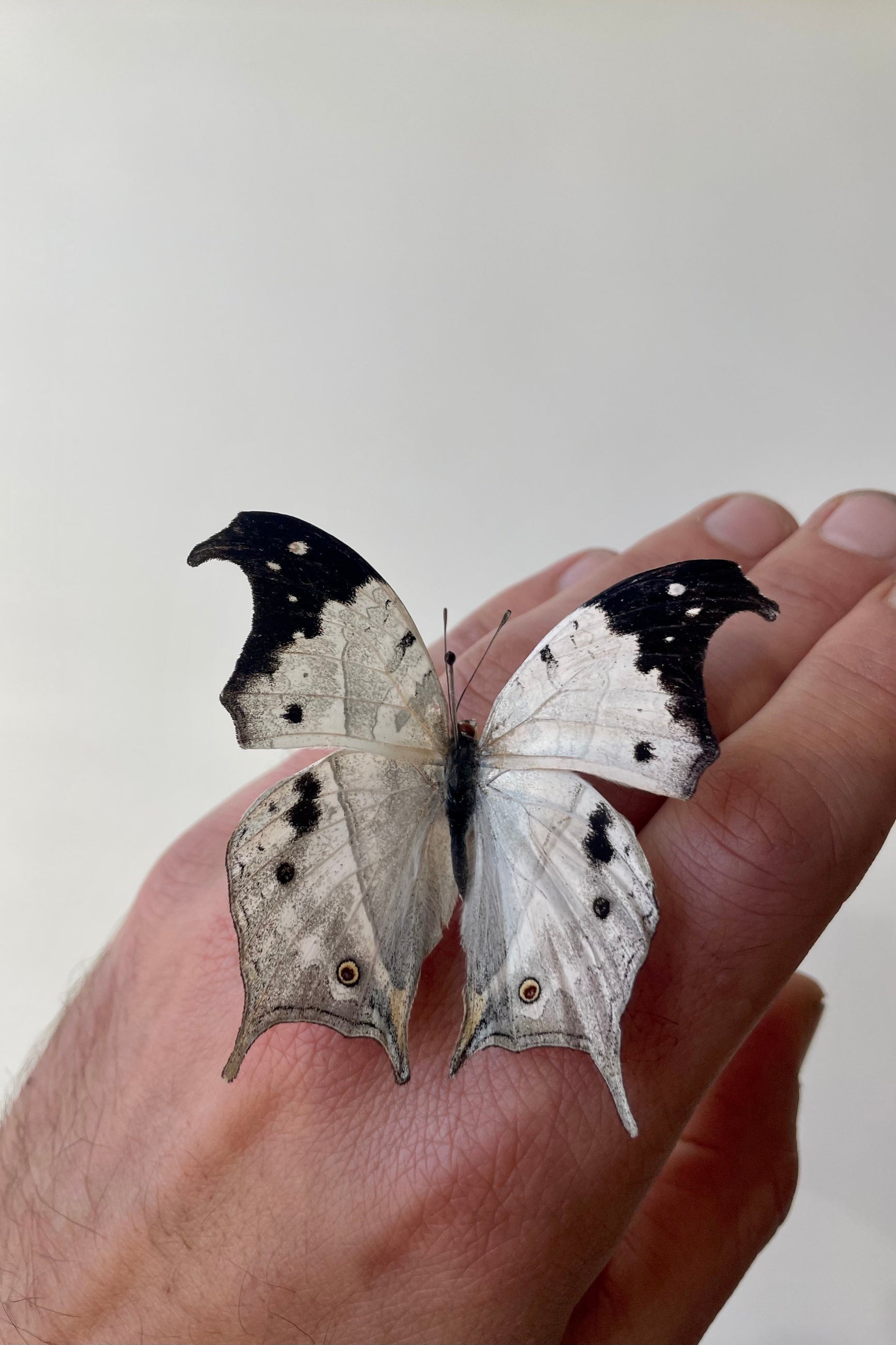 Photo of a hand holding the white and black butterfly Salamis duprei against a white wall. ©Sprout Home
