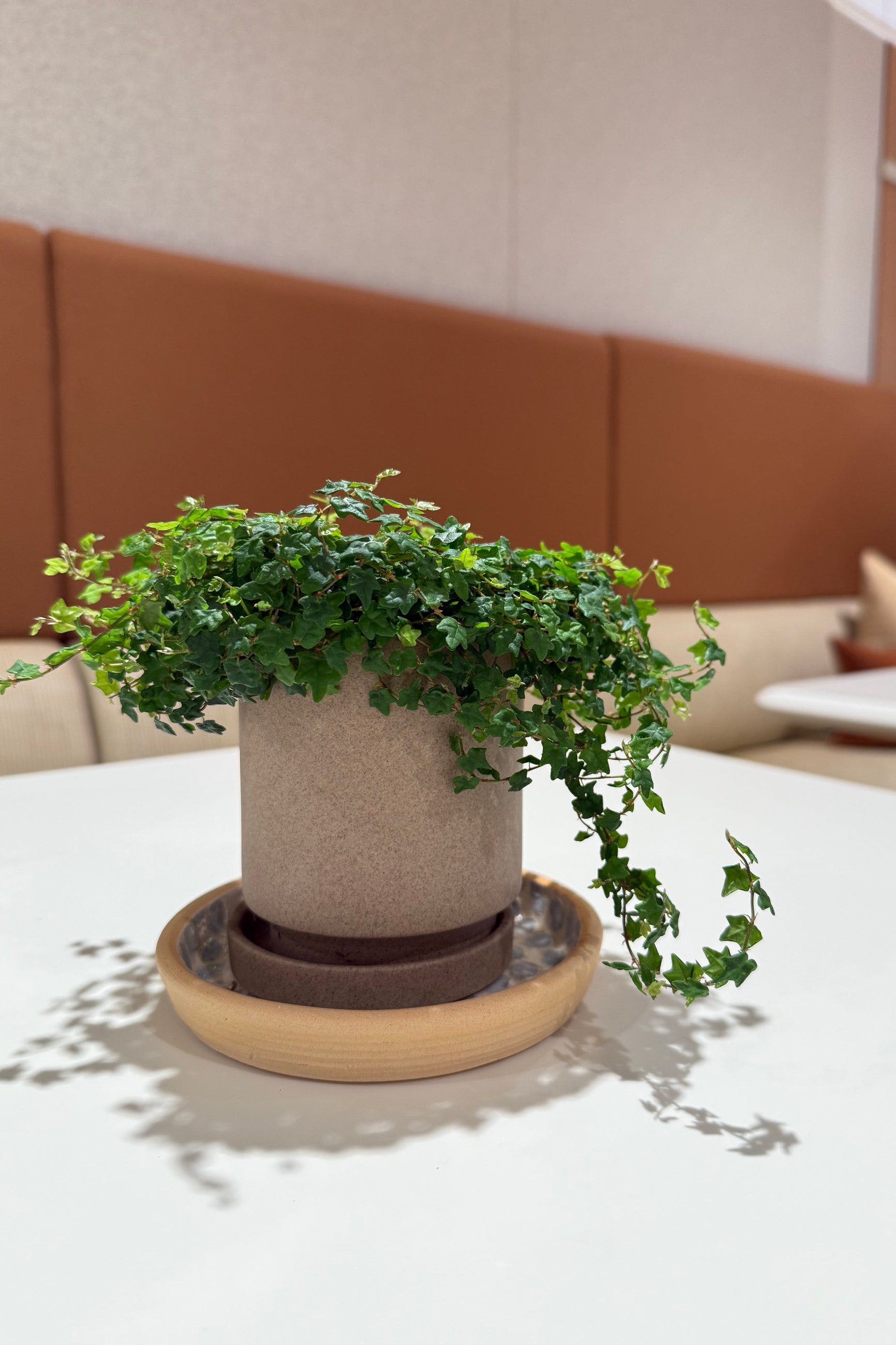 Potted Ficus oak leaf plant on a table with a blurred background ©Sprout Home