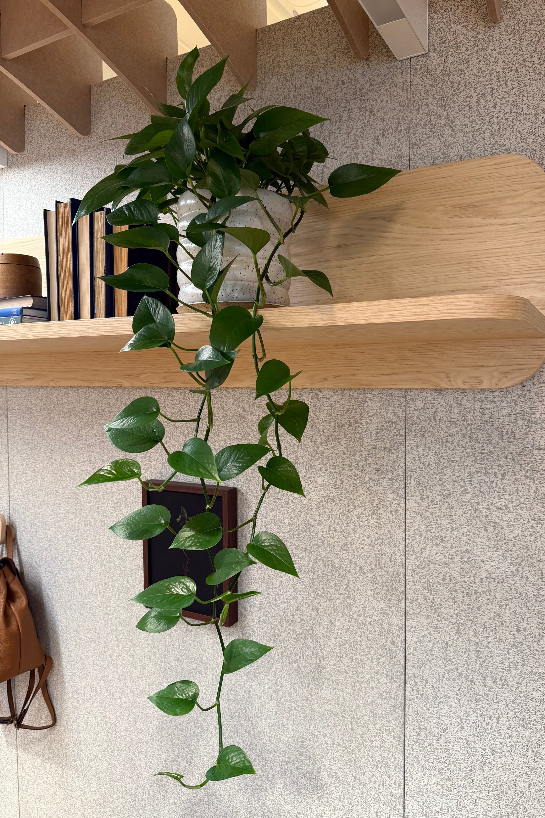 Jade Pothos potted in a white ridged pot on a shelf ©Sprout Home