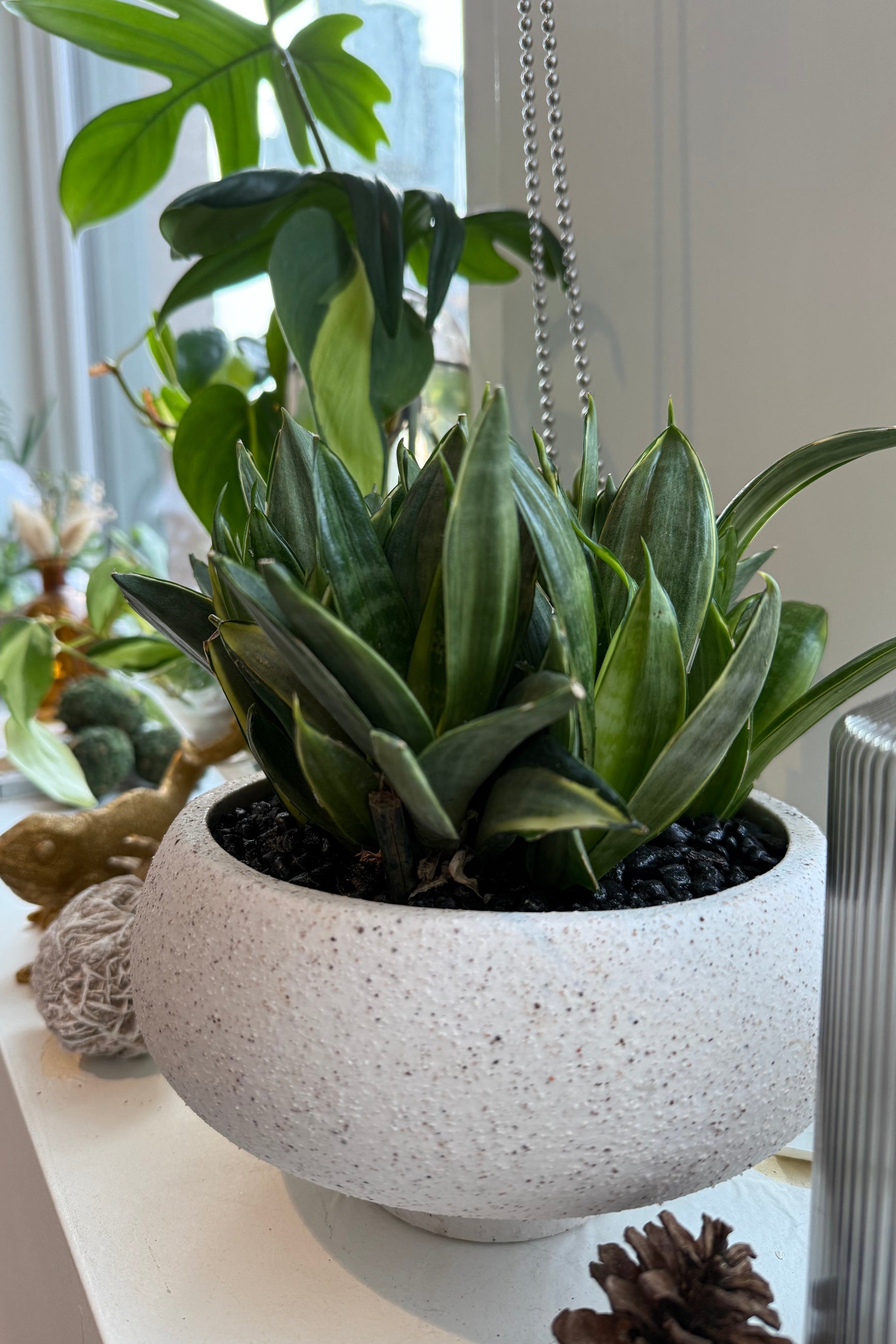 Potted Sansevieria Hahnii plant on a surface with a blurred indoor background ©Sprout Home