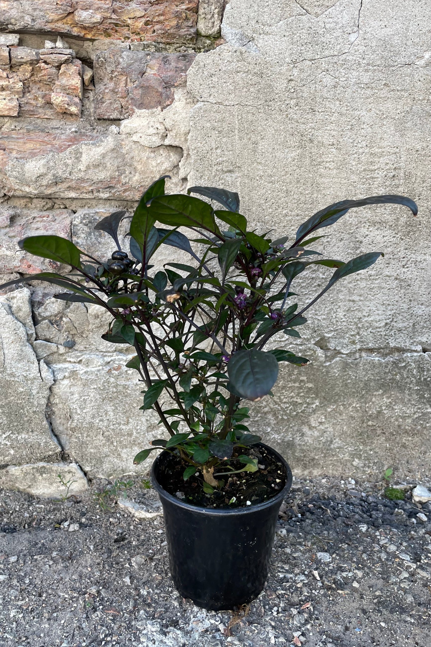 'Onyx Red' ornamental pepper in a 4.5" growers pot in mid september with dark fruit and dark leaves. ©Sprout Home