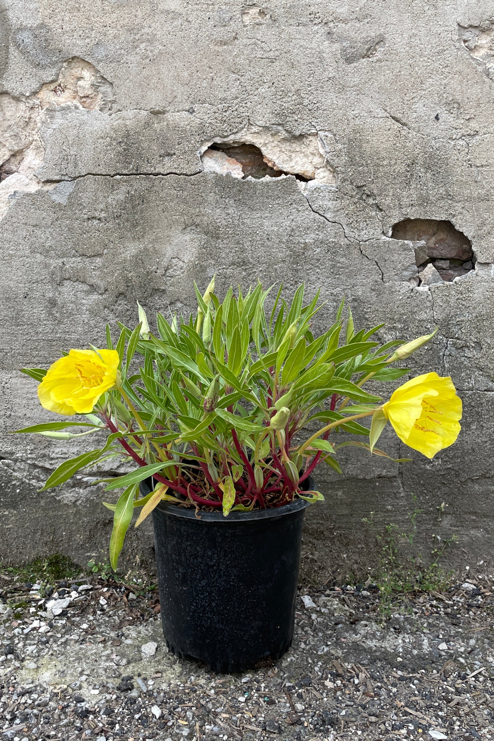 Oenothera missouriensis in a #1 growers pot starting to bud and bloom the end of May at Sprout Home. ©Sprout Home