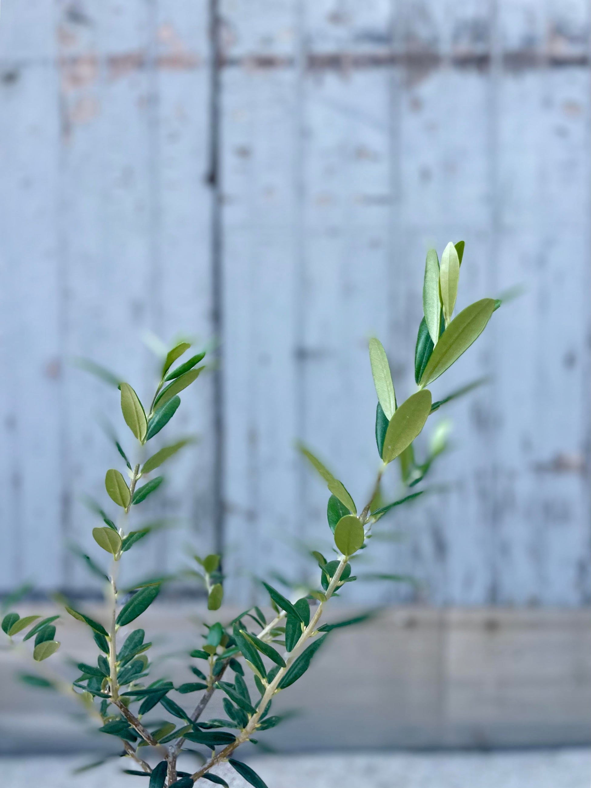 A detailed view of Olea europaea "Olive Tree" 4" against a gray wall. ©Sprout Home
