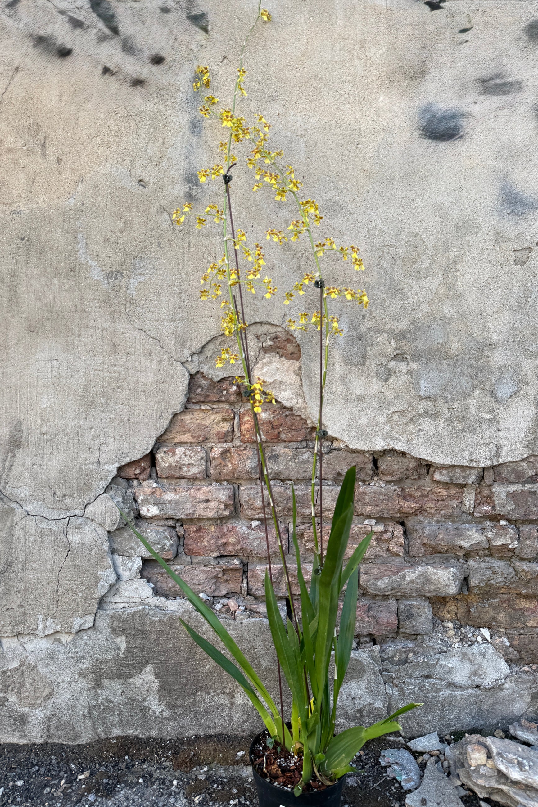 fuoll grown plant with Yellow flowers with brown centers of the Oncidiinae orchid, Oncidium sphacelatum, on a gray concrete background ©Sprout Home