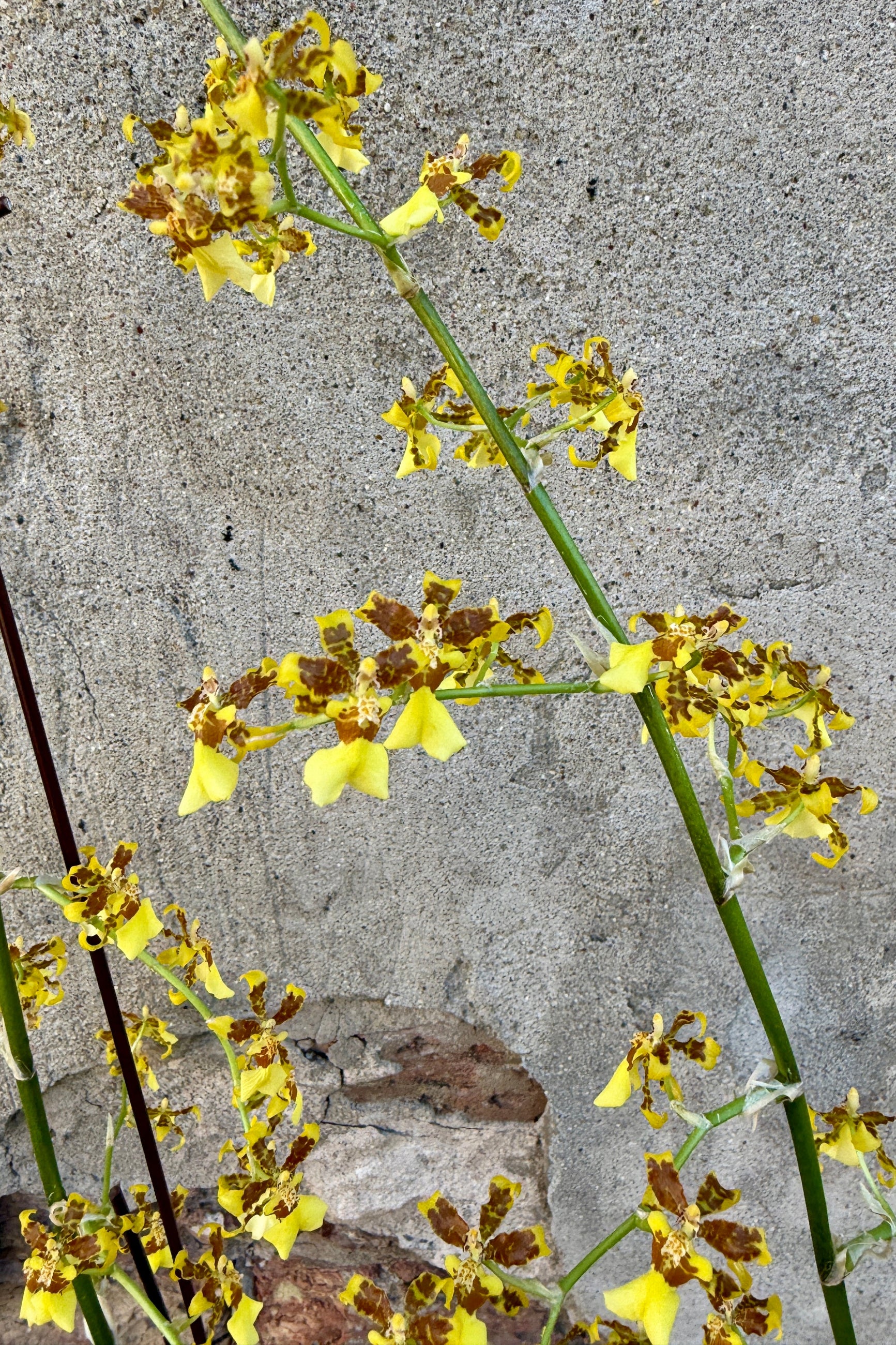 Yellow flowers with brown centers of the Oncidiinae orchid, Oncidium sphacelatum, on a gray concrete background ©Sprout Home