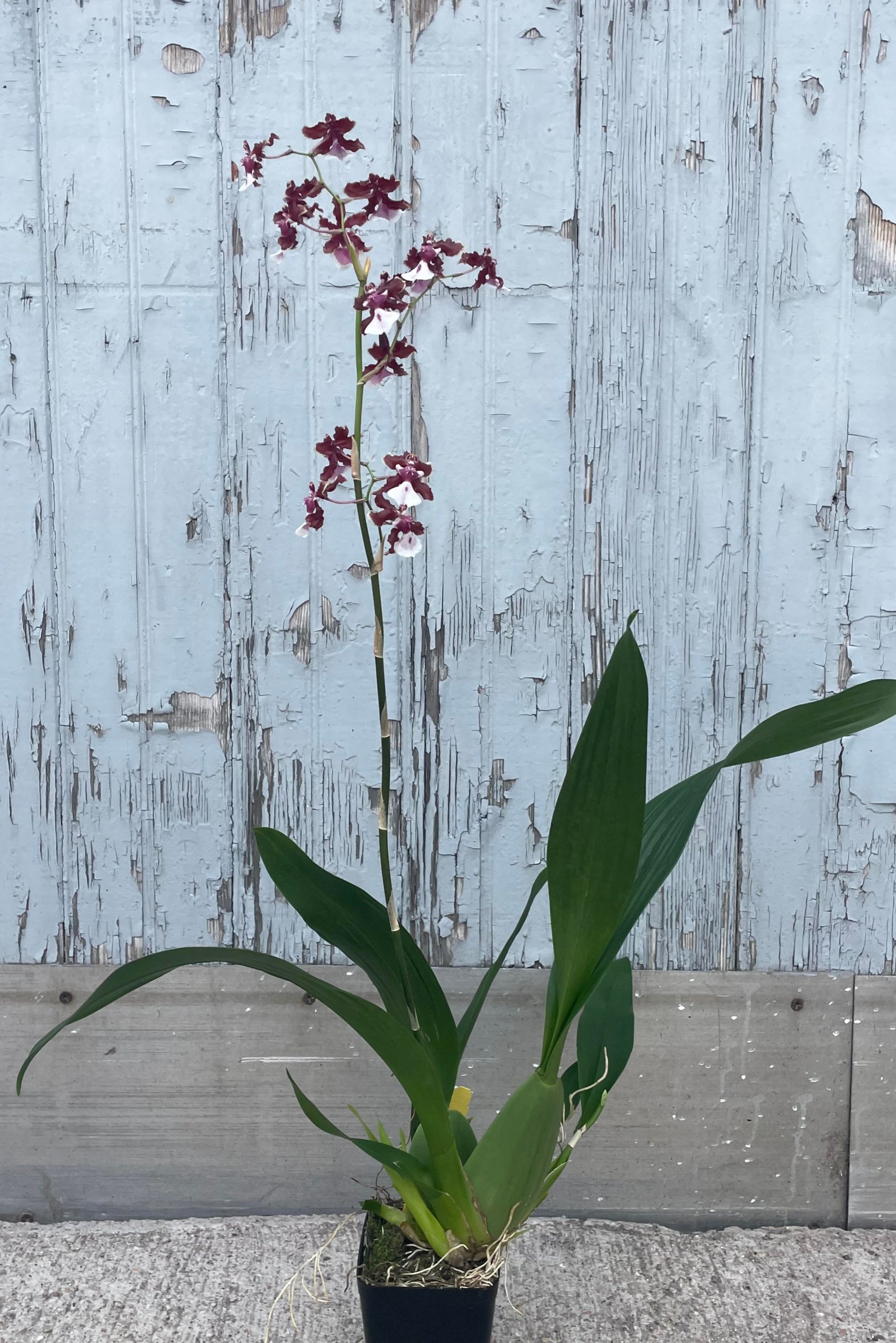 Photo of aplant in a black pot in front of a gray wall. The plant has green pseudobulbs and long leaves. Dark red flowers are held on a tall slender stem. Oncidium Sherry Baby ©Sprout Home