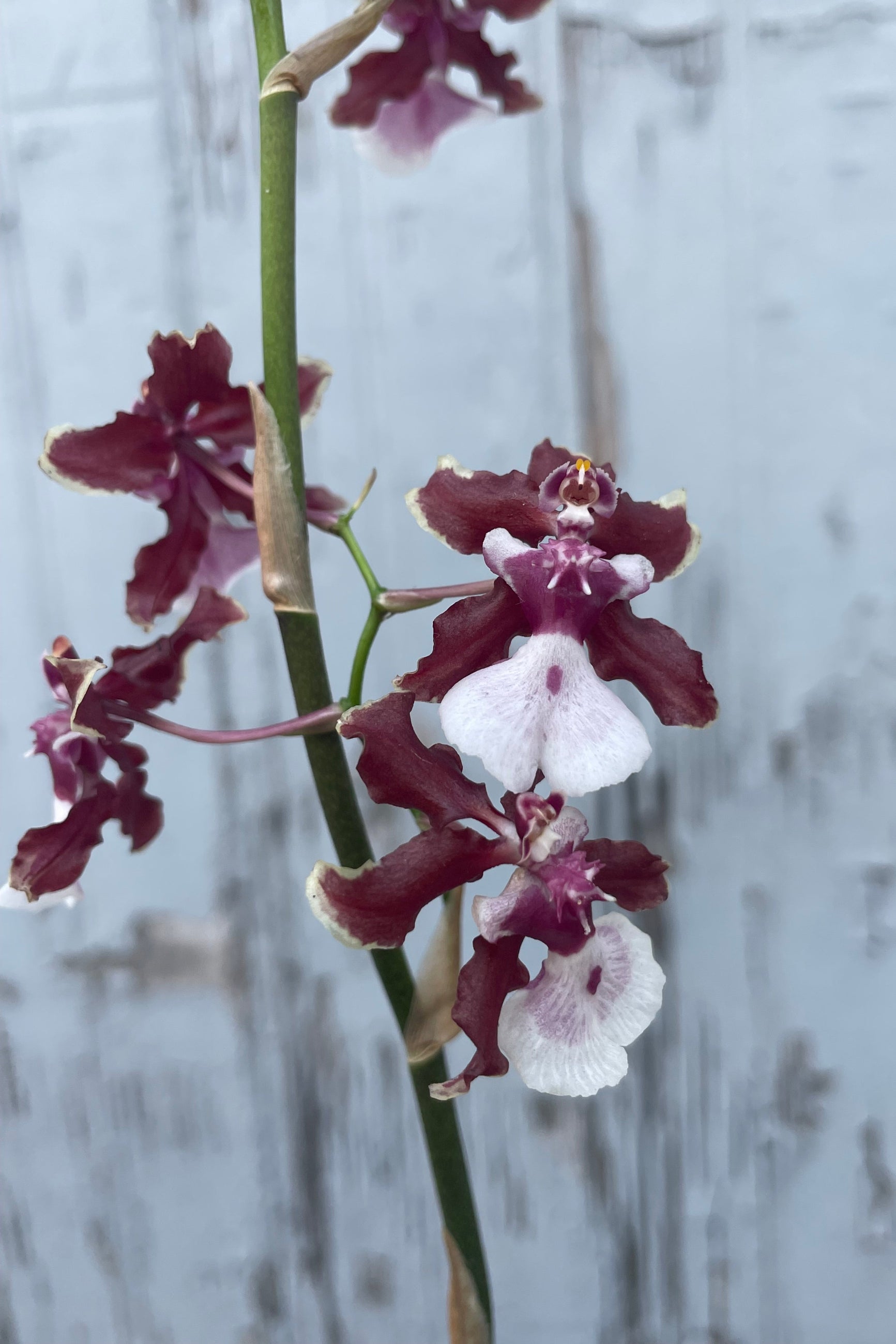 Close photo of a spray of dark red and white orchid flowers in front of a gray wall. They belong to the orchid plant Oncidium Sherry Baby ©Sprout Home