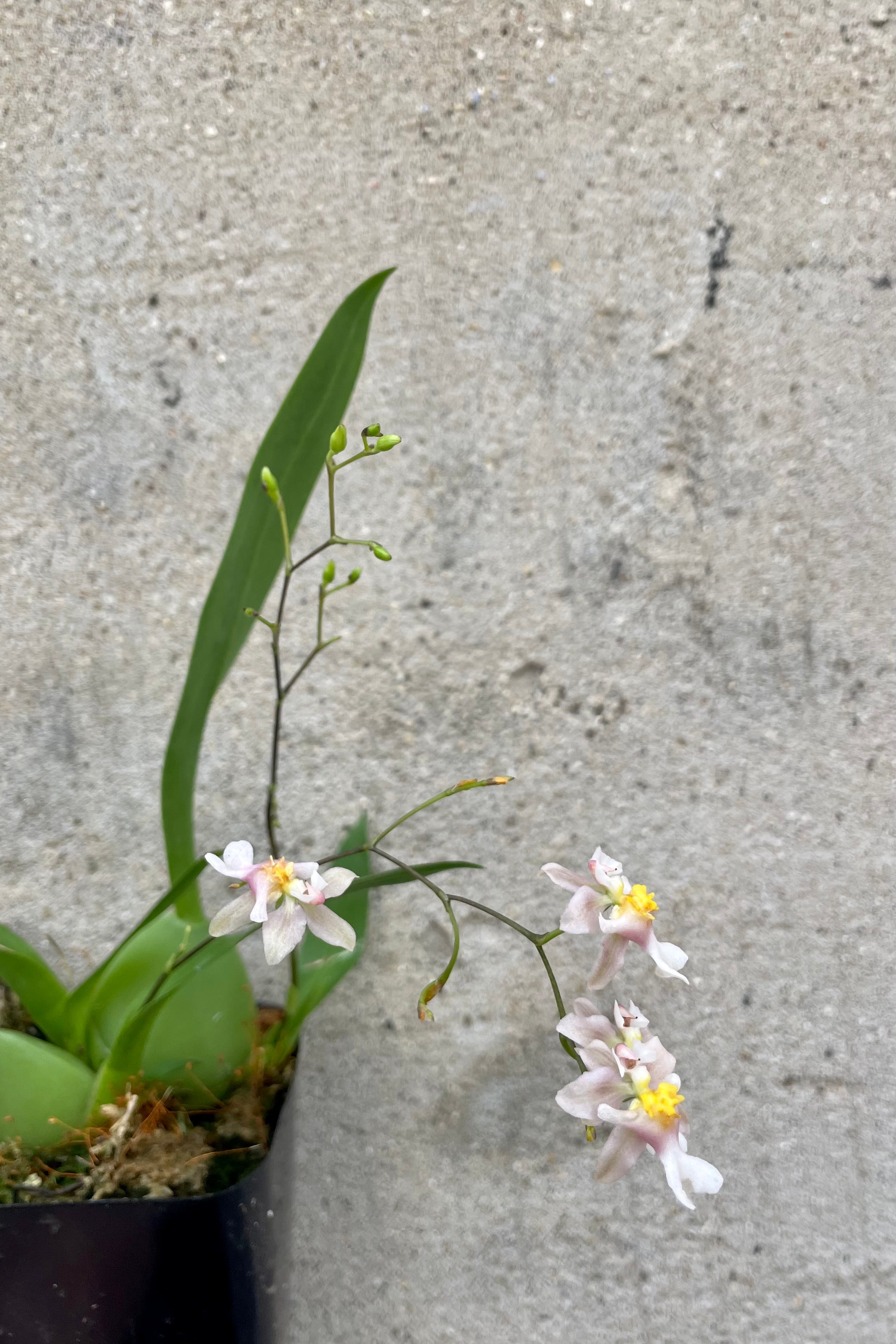 Small Oncidium Twinkle orchid with green leaves against cement wall. The small, pale pink flowers with yellow centers.