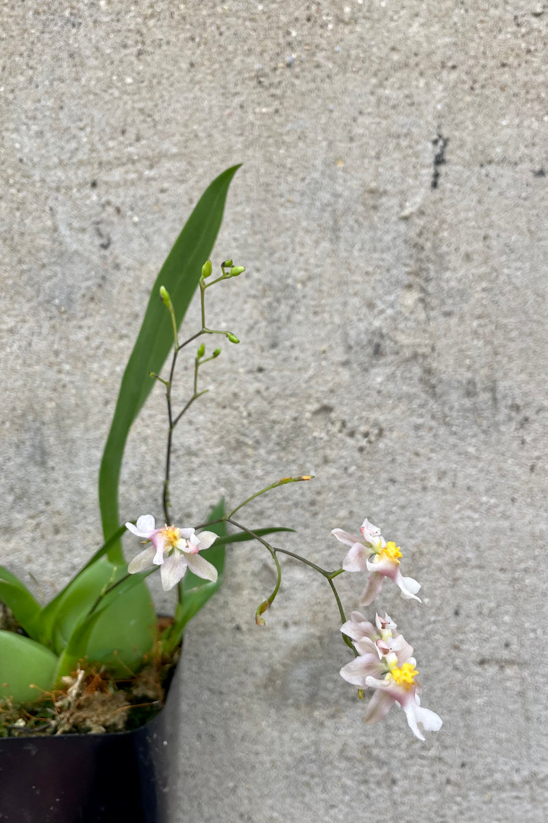 Small Oncidium Twinkle orchid with green leaves against cement wall.  The small, pale pink flowers with yellow centers.