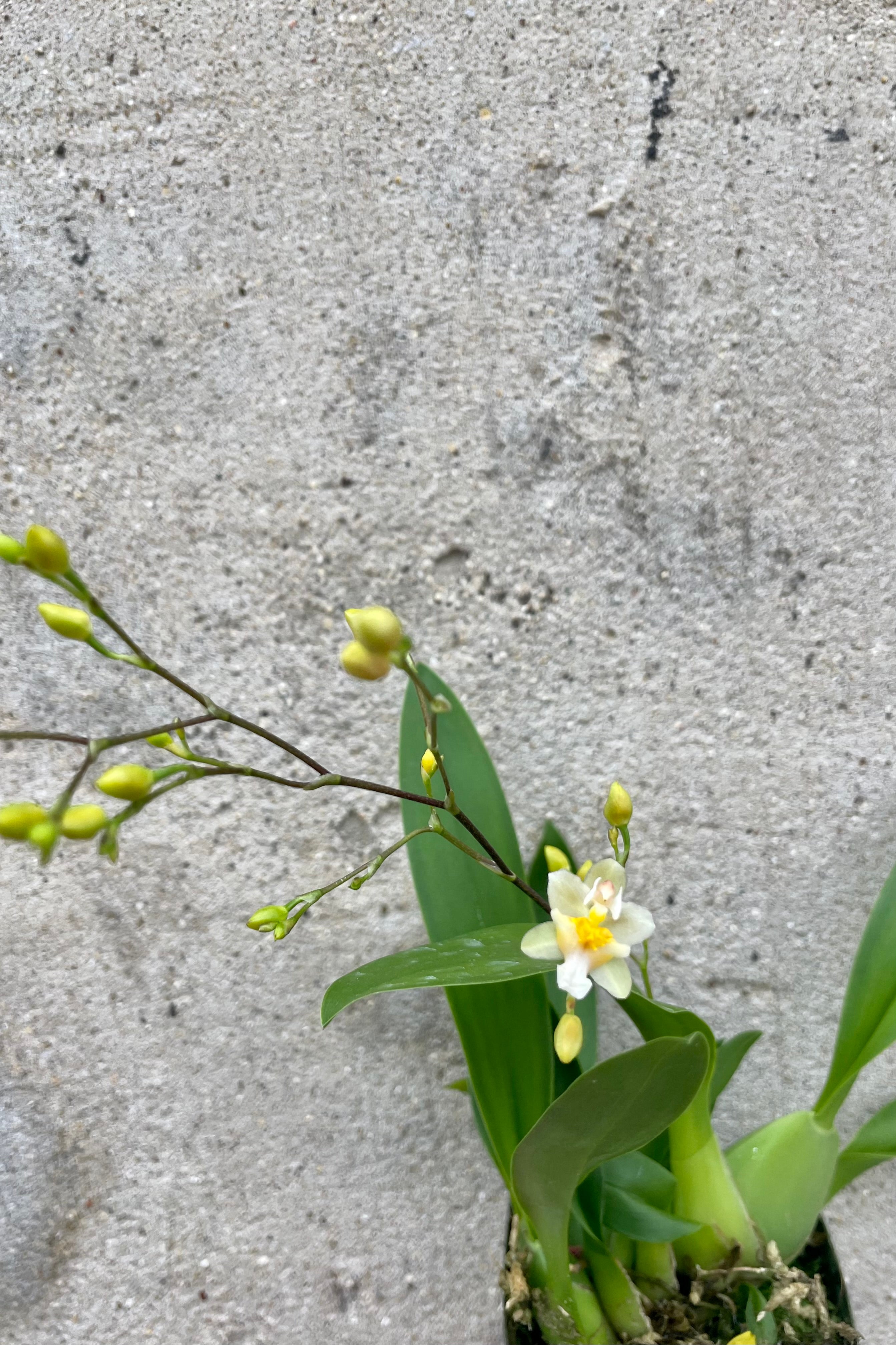 Small Oncidium Twinkle orchid with green leaves against cement wall. The plant has small white and yellow flowers.
