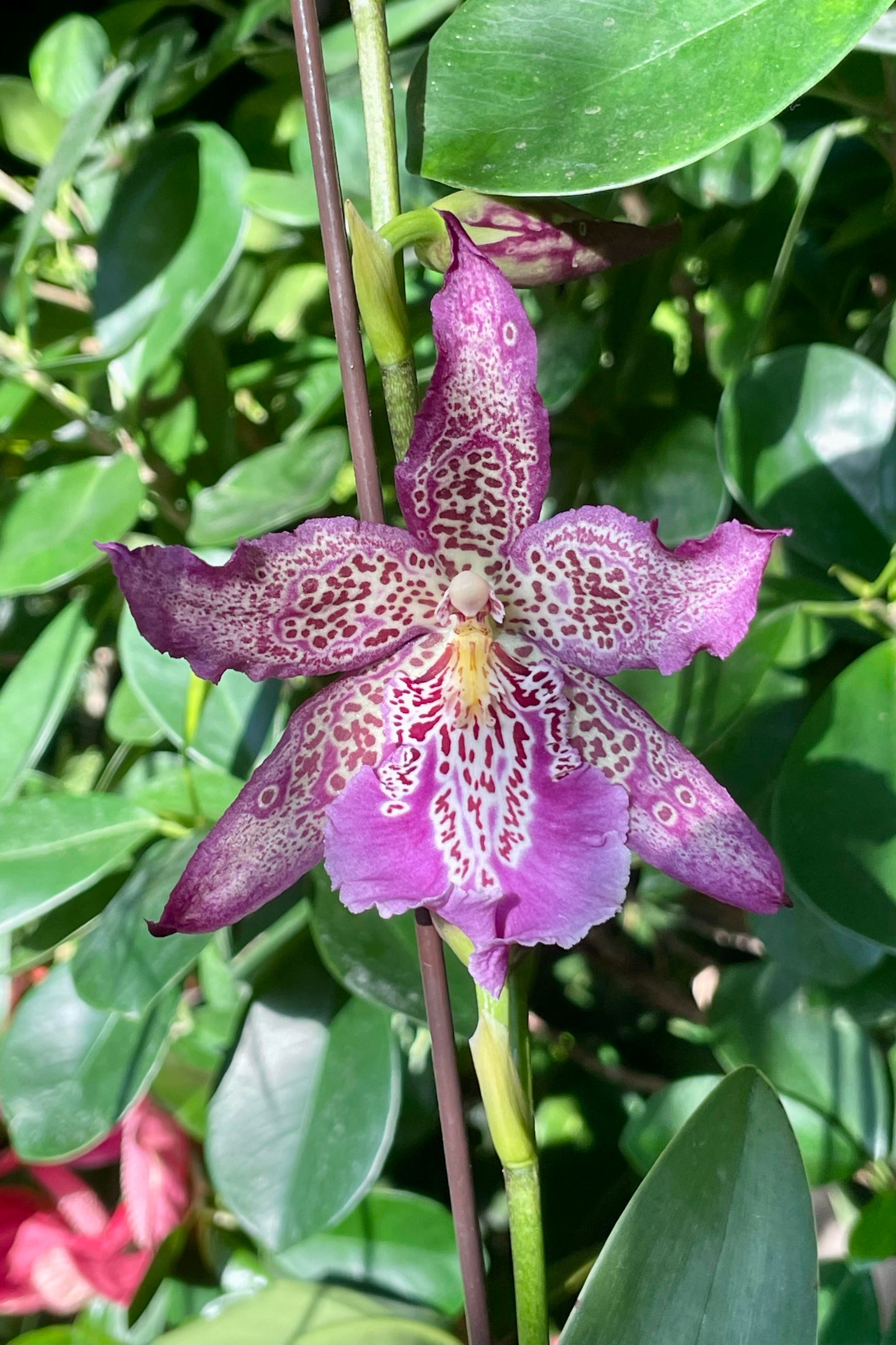 Photo of a purple orchid flower with a green background. An oncidium intergeneric hybrid orchid ©Sprout Home