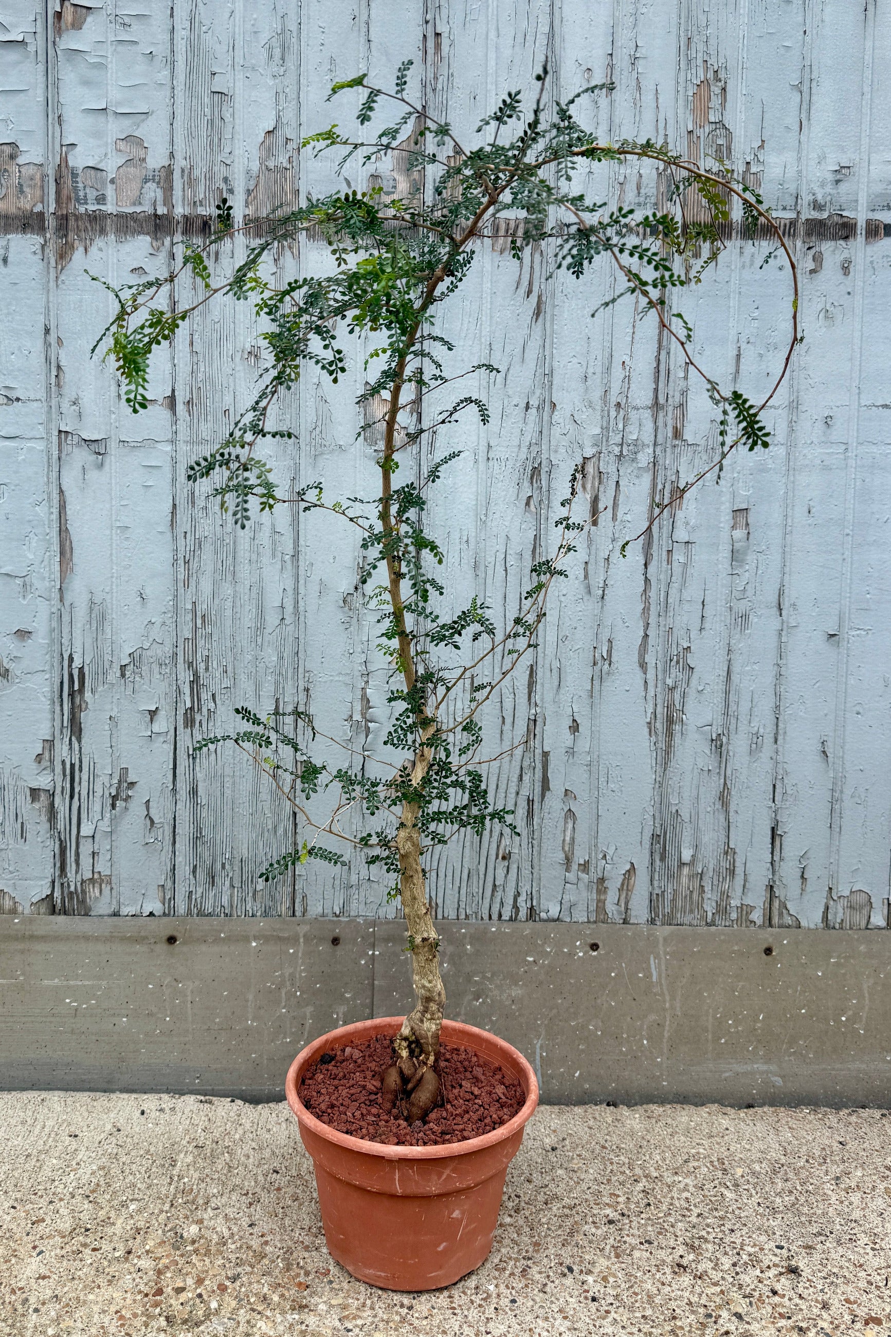 Operculicarya decaryi in a 8" growers pot in front of a blue gray wood wall ©Sprout Home
