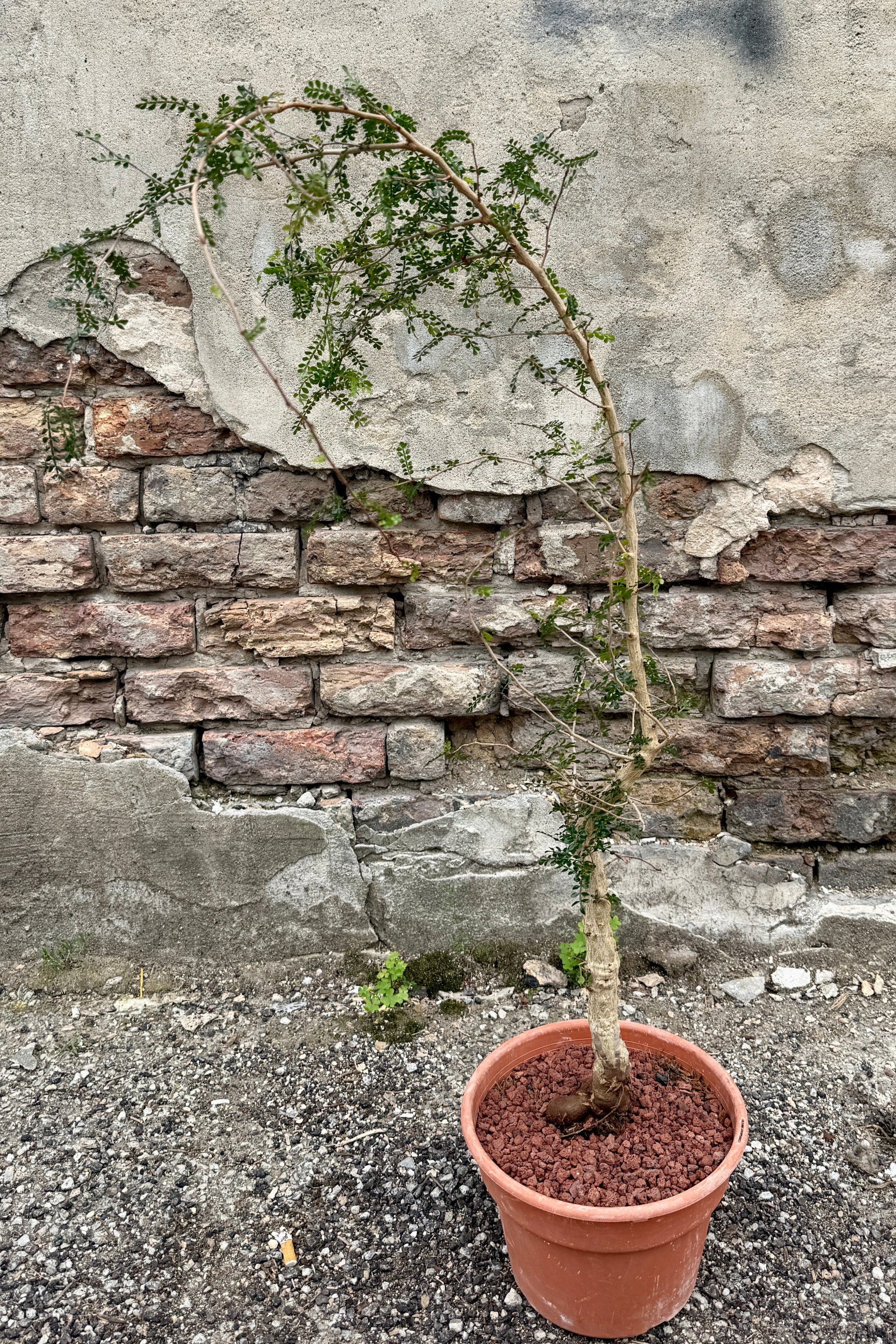 Operculicarya decaryi n an 8" growers pot in front of a brick and concrete wall ©Sprout Home