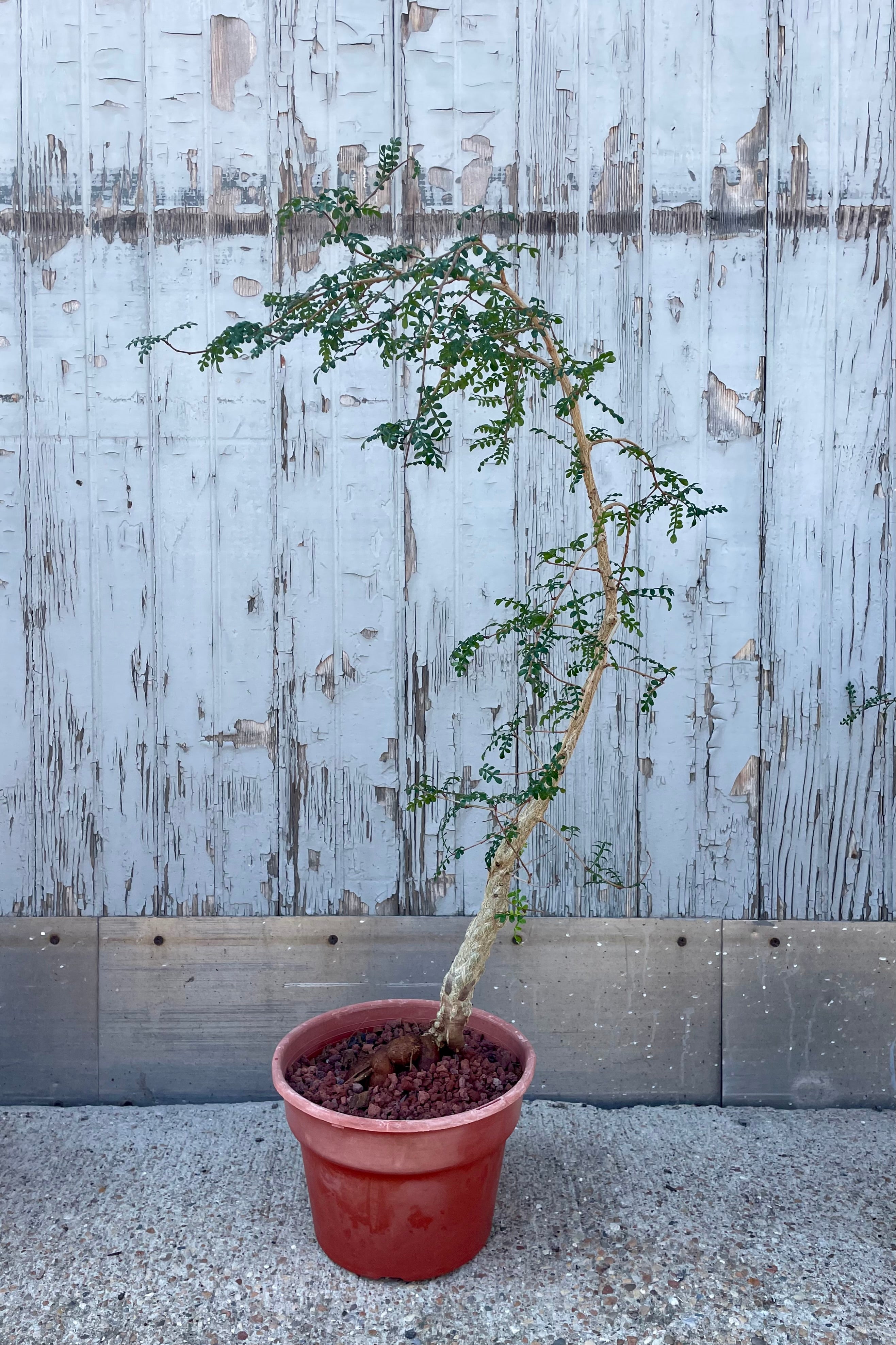 A potted tree with small green leaves and a unique trunk in front of a wooden wall ©Sprout Home