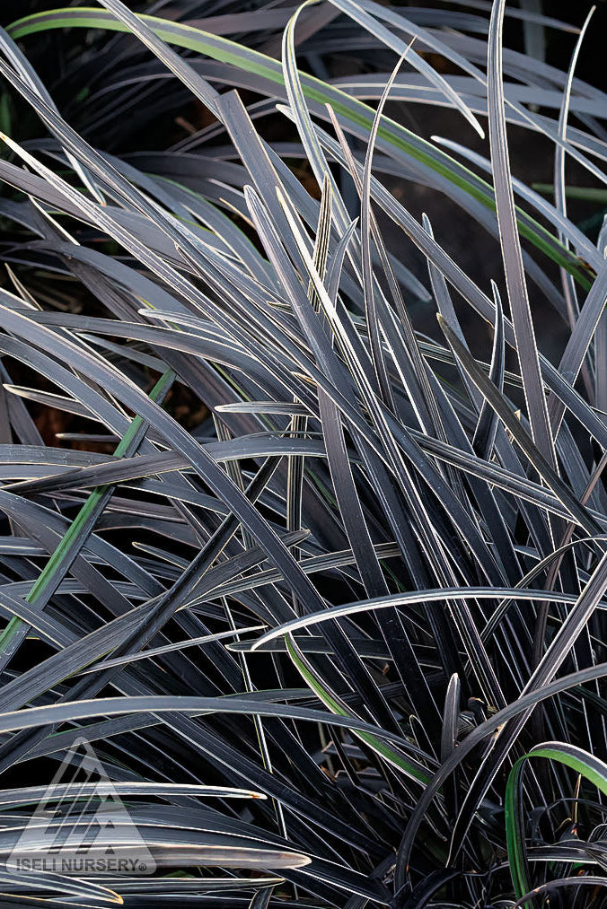 Ophiopogon planiscapus 'Edge of Night' #1 at SPROUT HOME